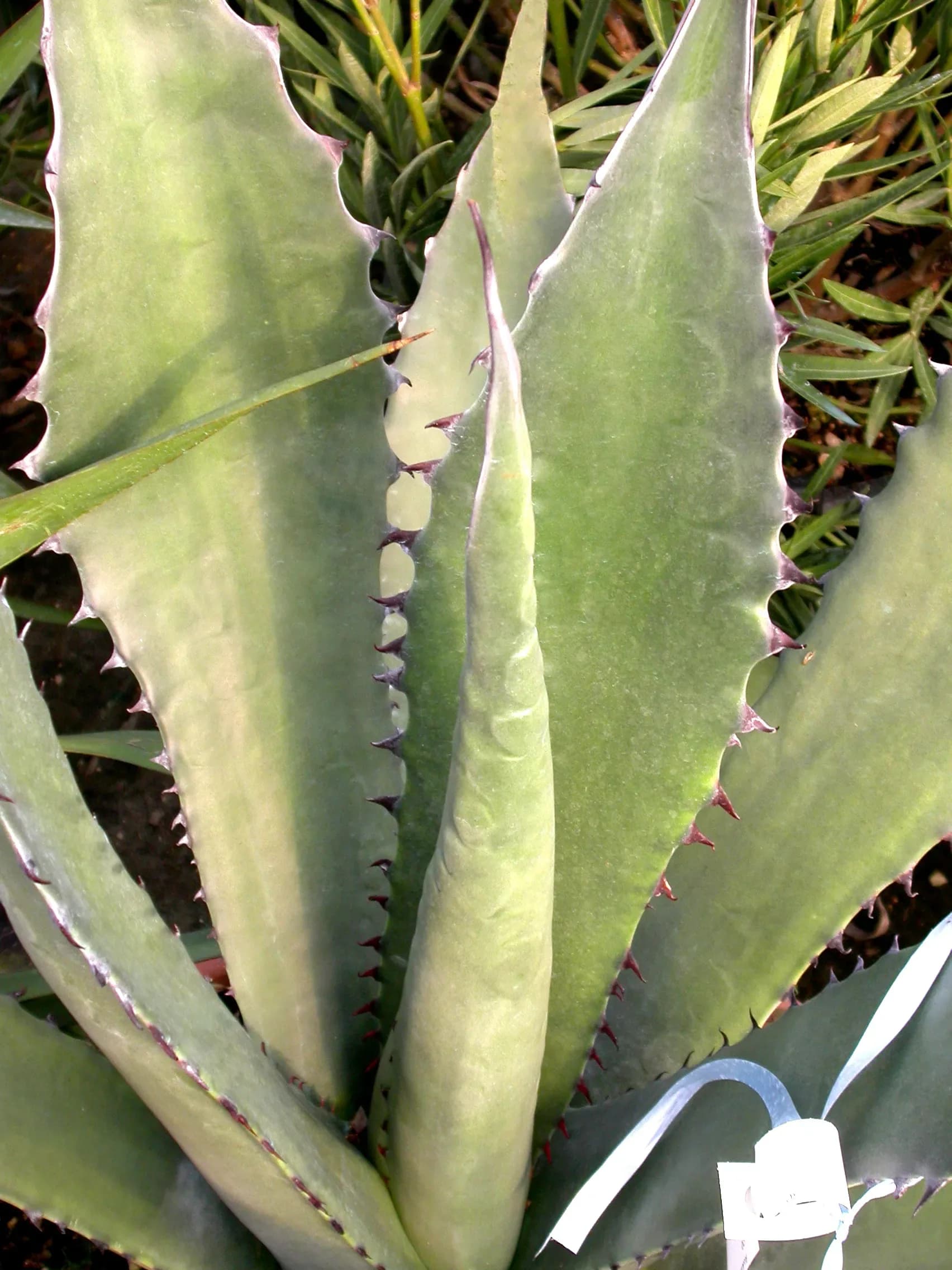 Agave ferox