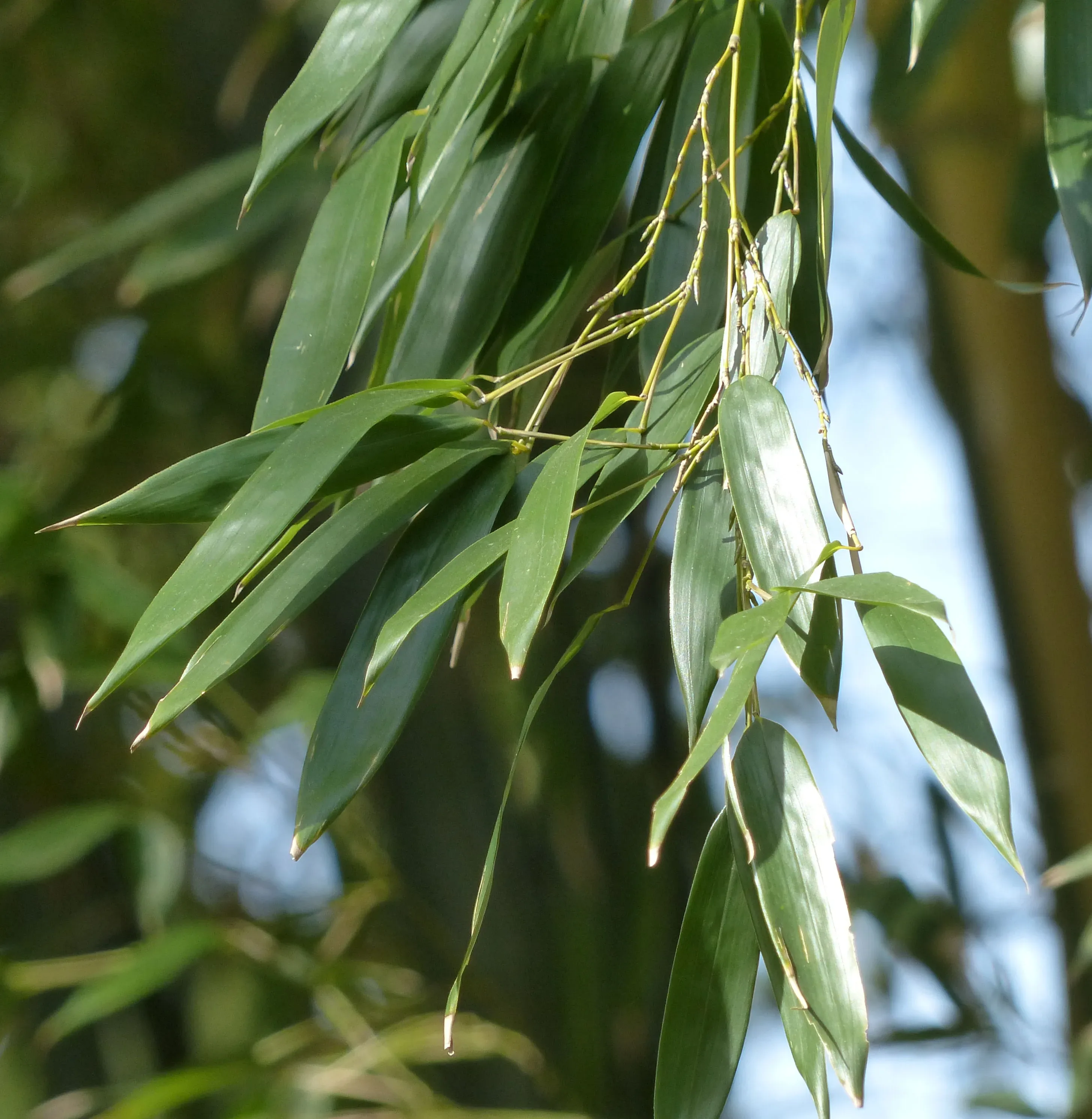 Bamboo Phyllostachys