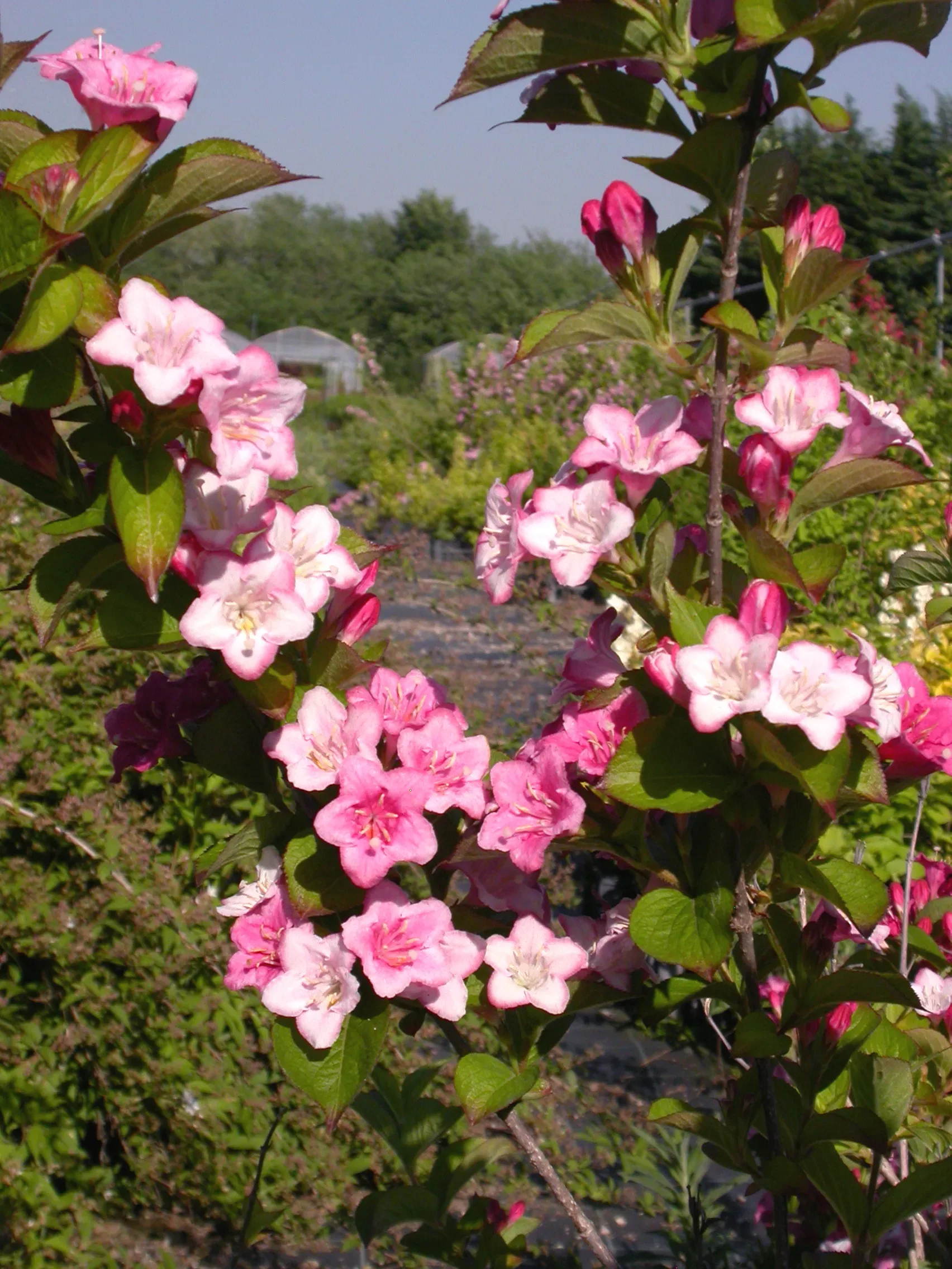 Weigela ‘Carnaval’