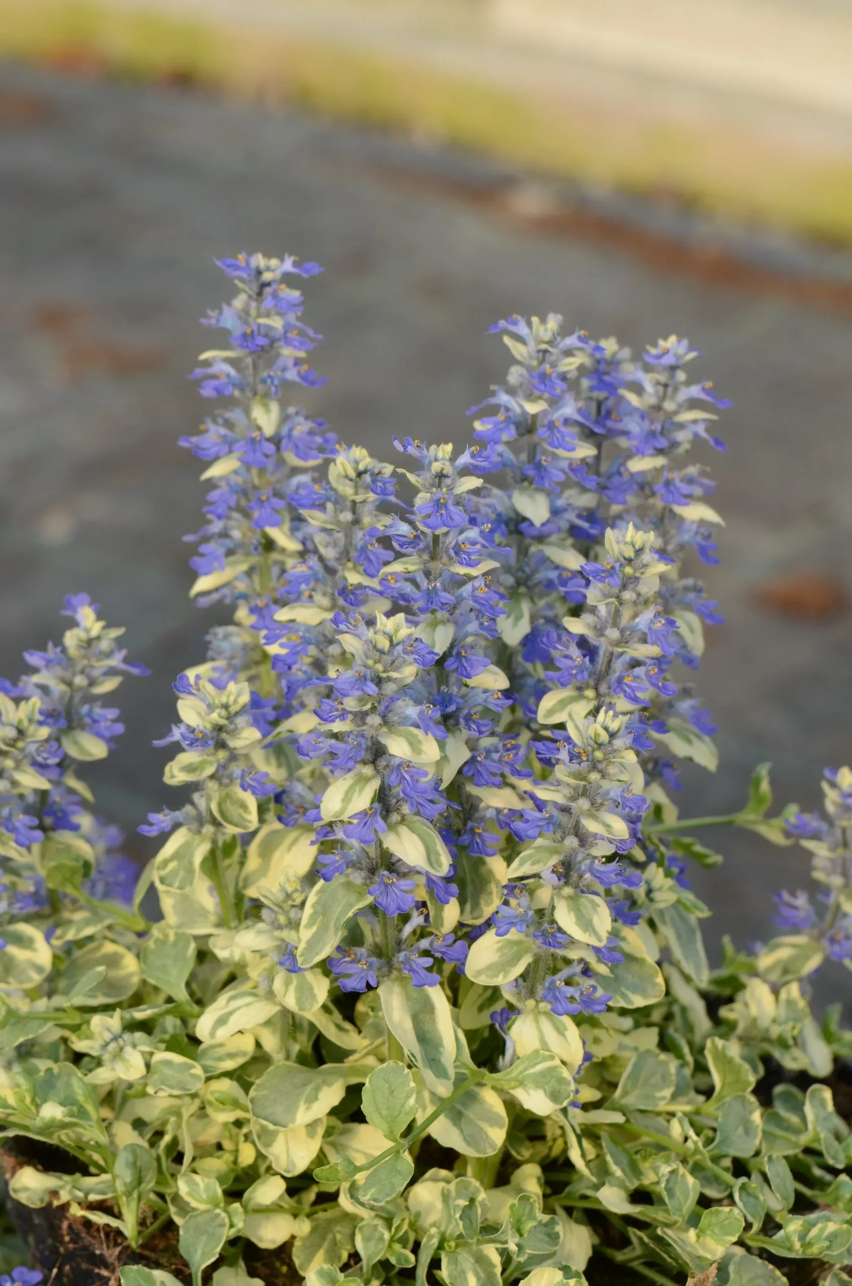 Bugola 'Variegata'