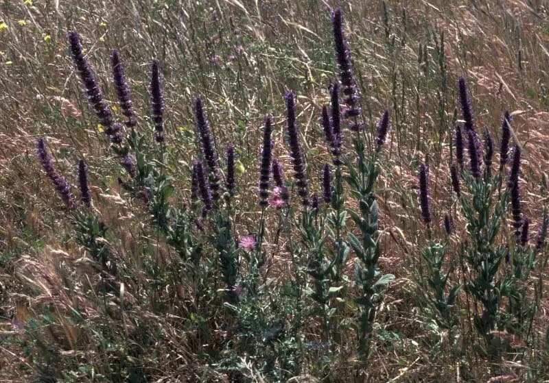 Nepeta tuberosa