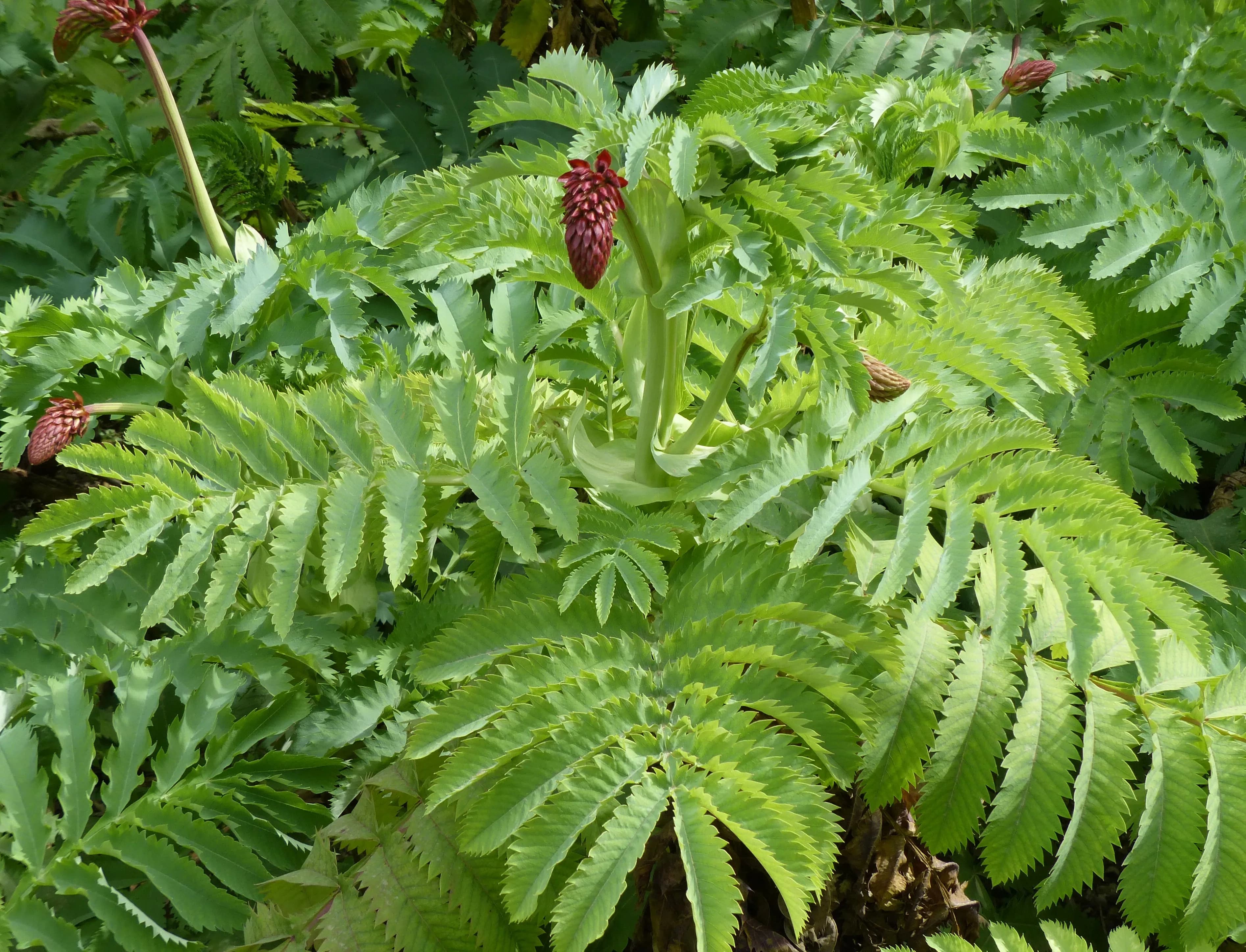Melianthus