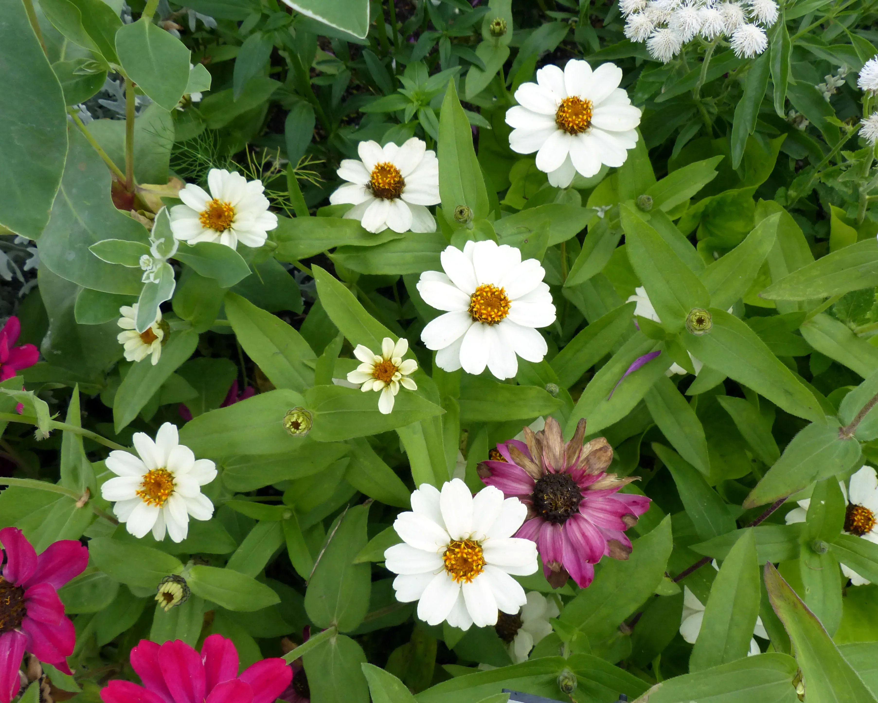 Zinnia di Haage cultivar 'Profusion White'