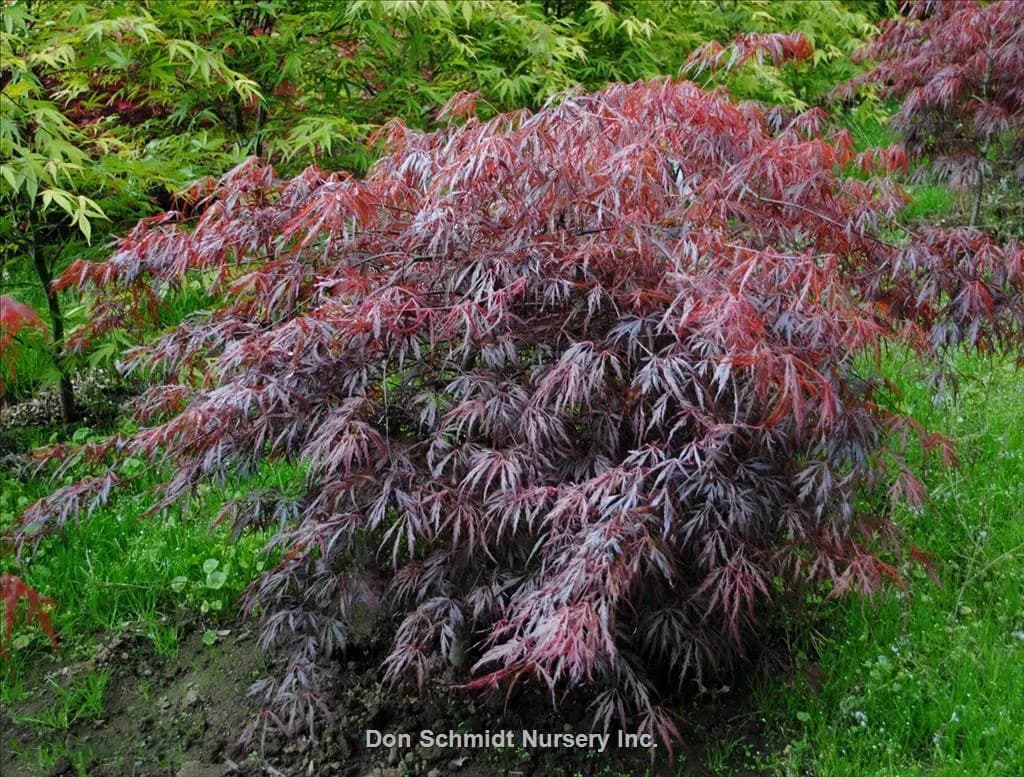 Acero Palmato 'Lionheart'