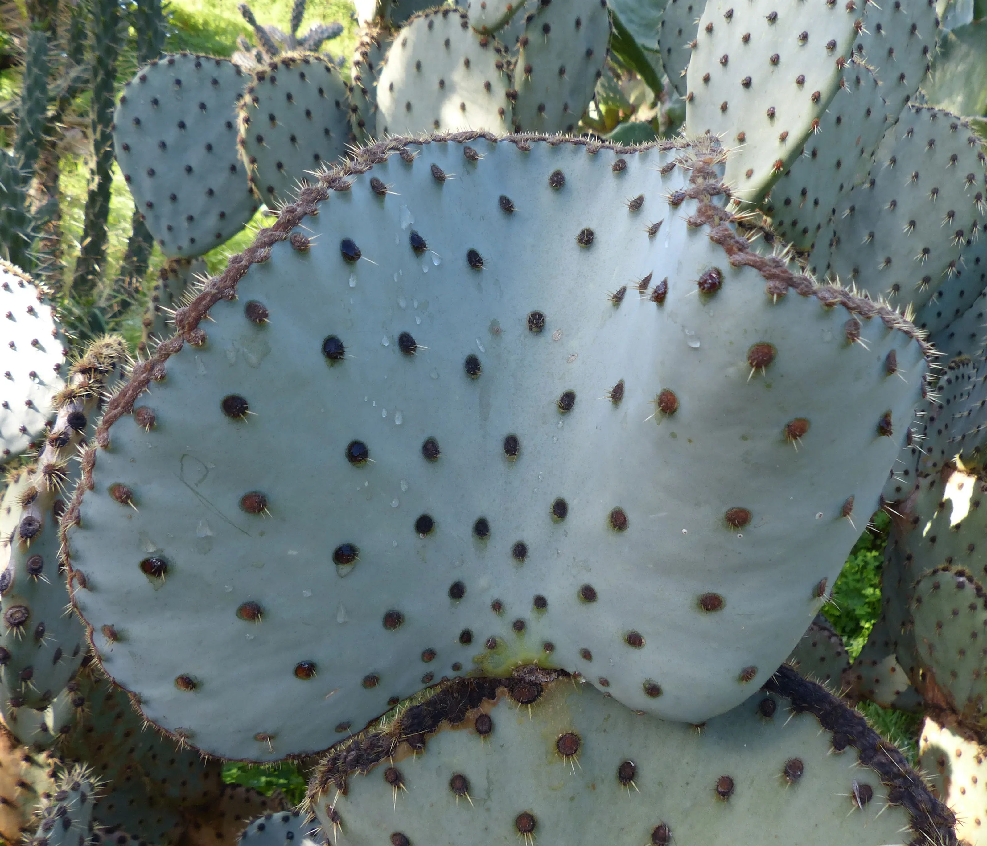 Opunzia