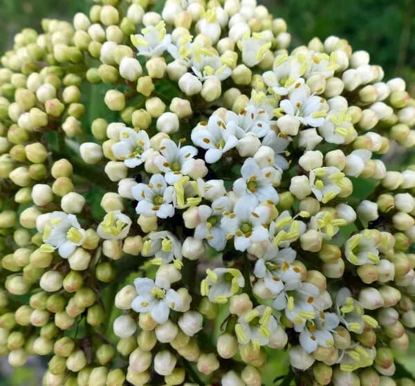 Viburno lantana ‘Mohican’