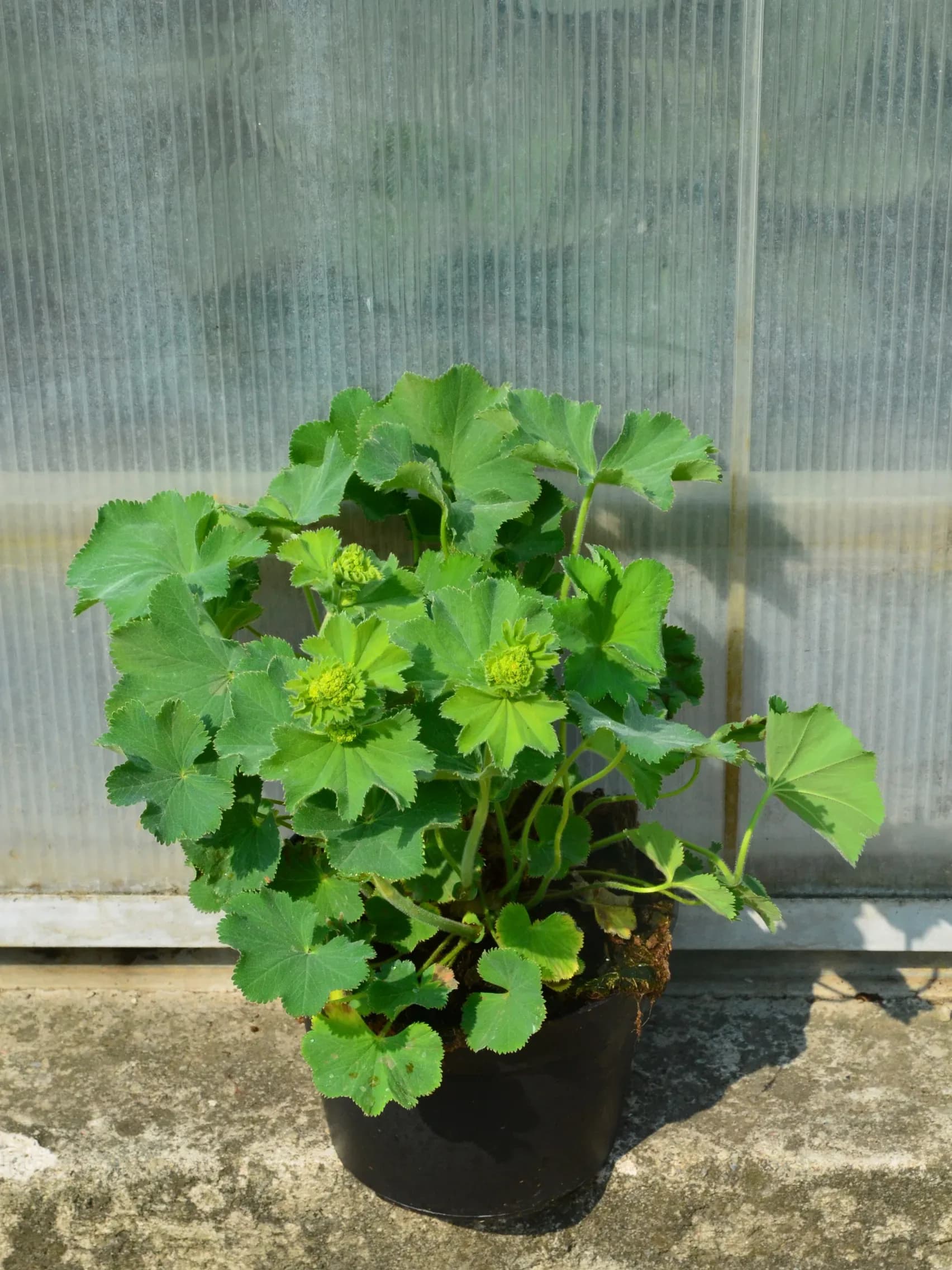 Erba stella