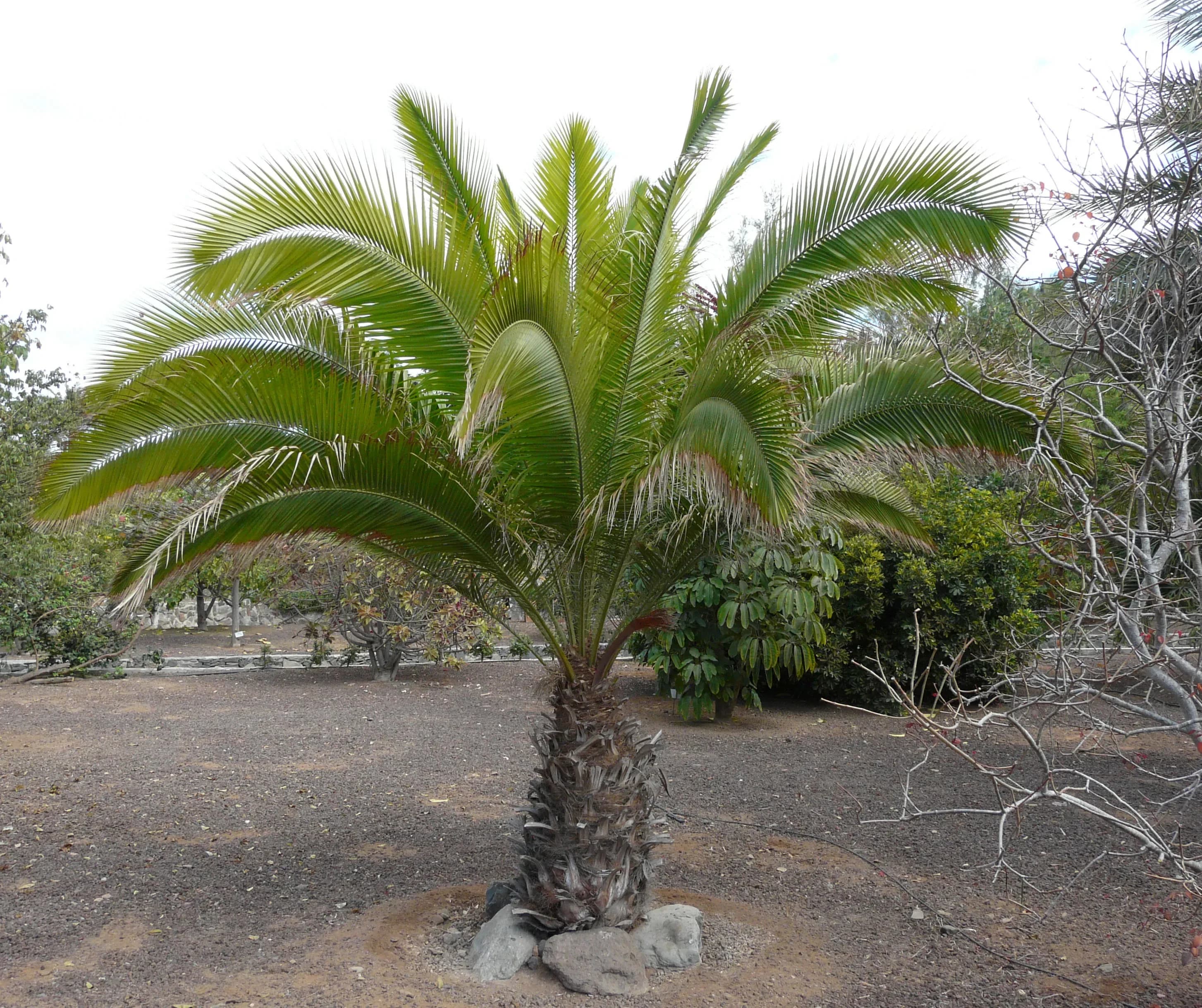 Palma rupicola