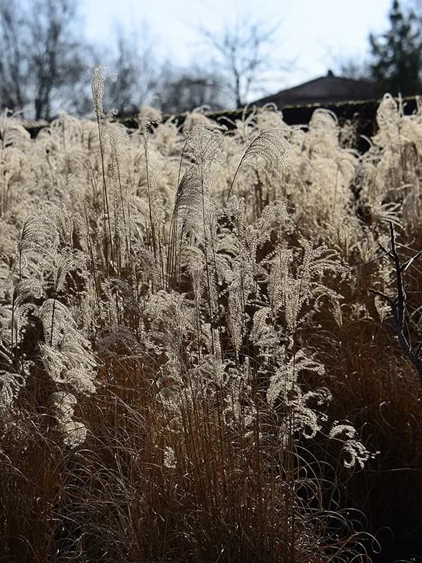 Miscanthus