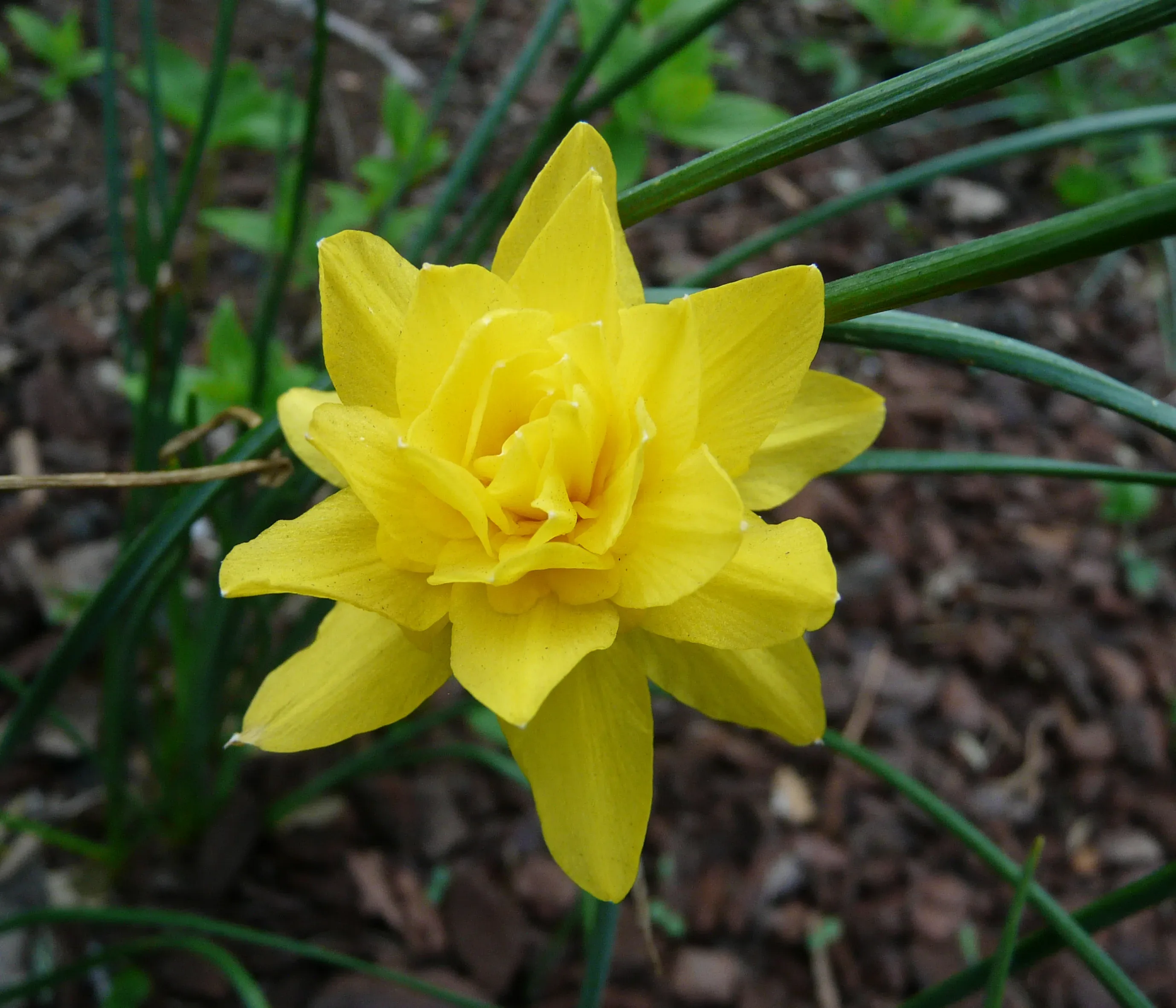Narciso