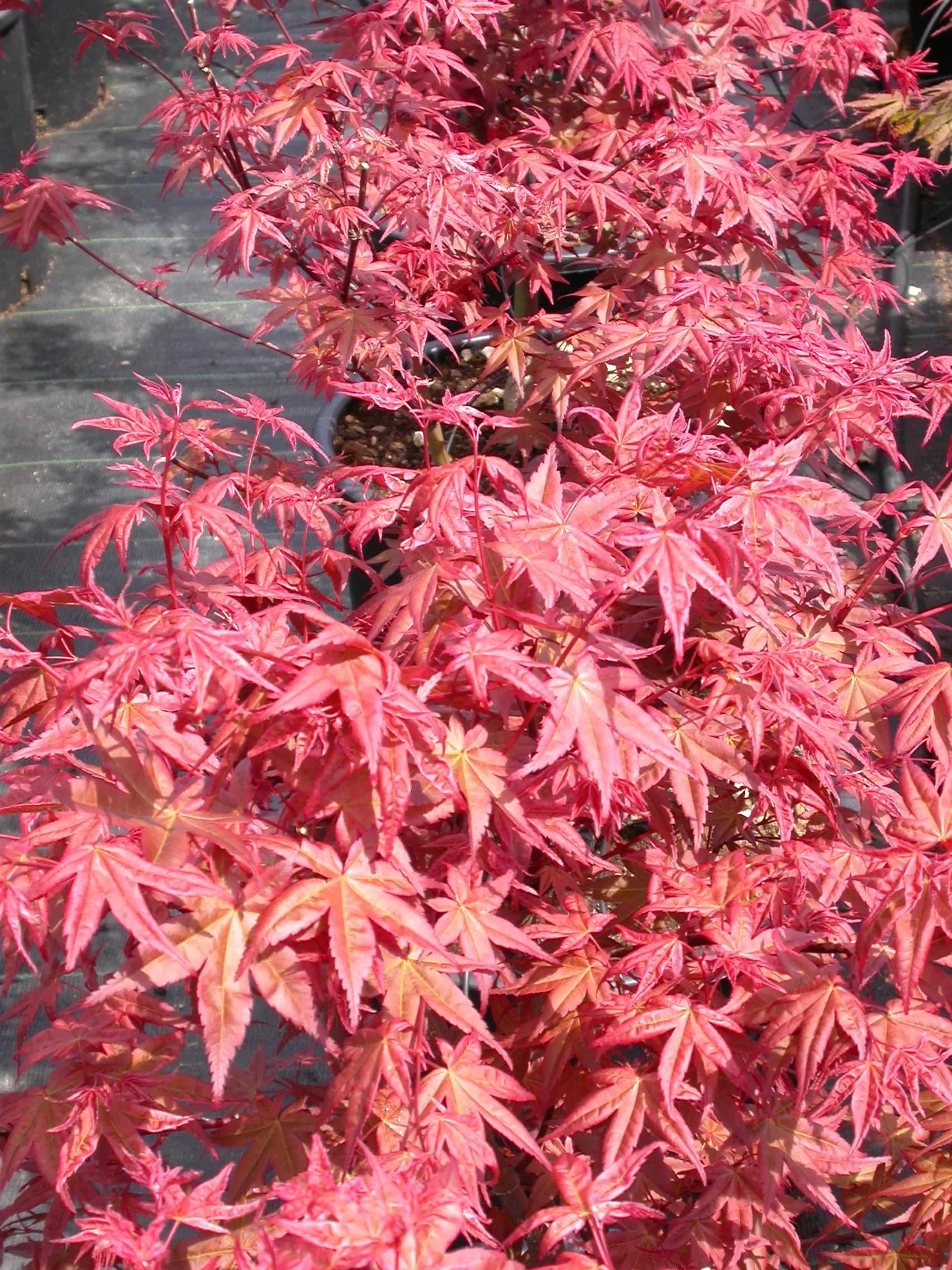 Acero Palmato 'Deshojo'