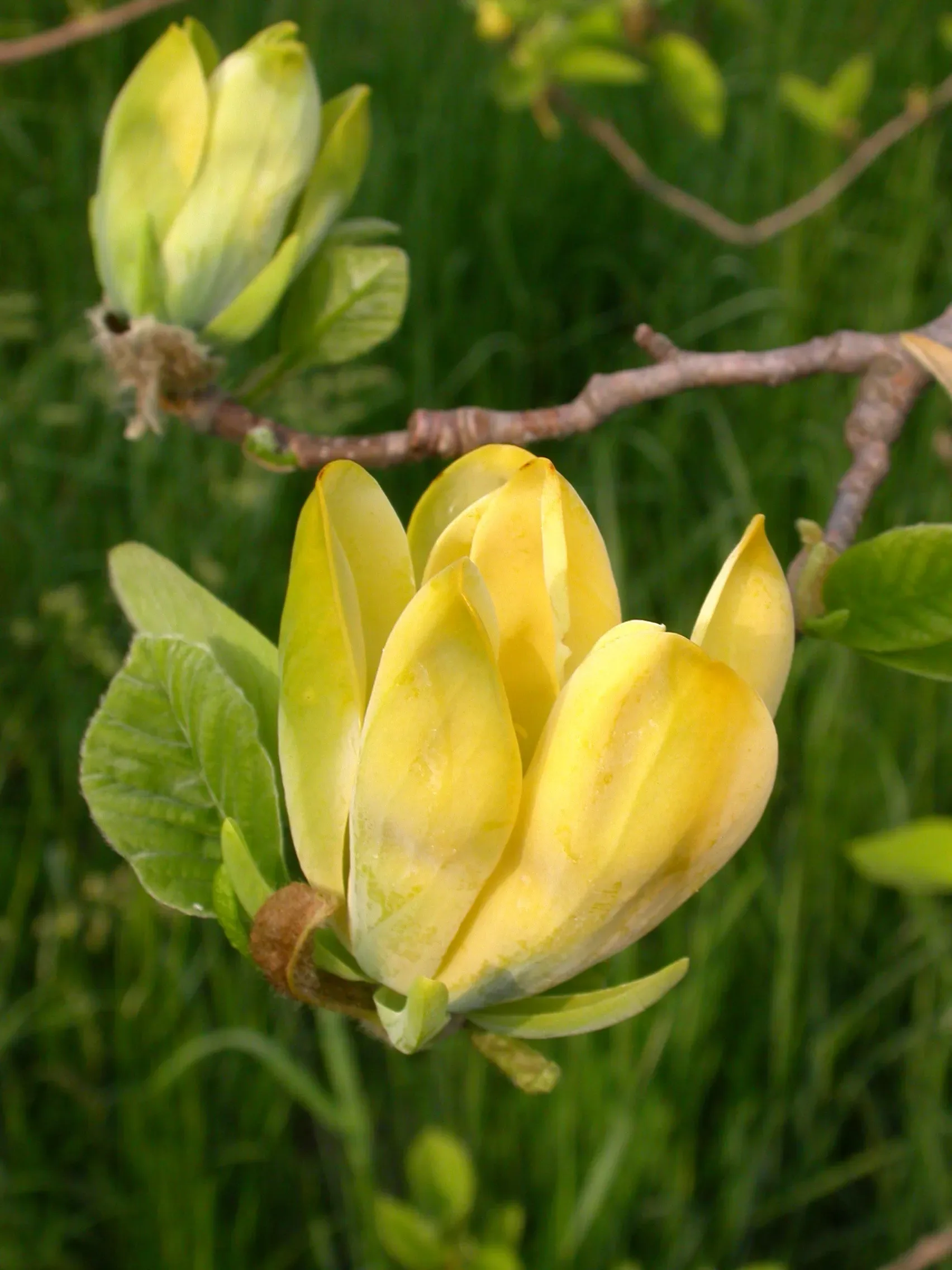 Magnolia
