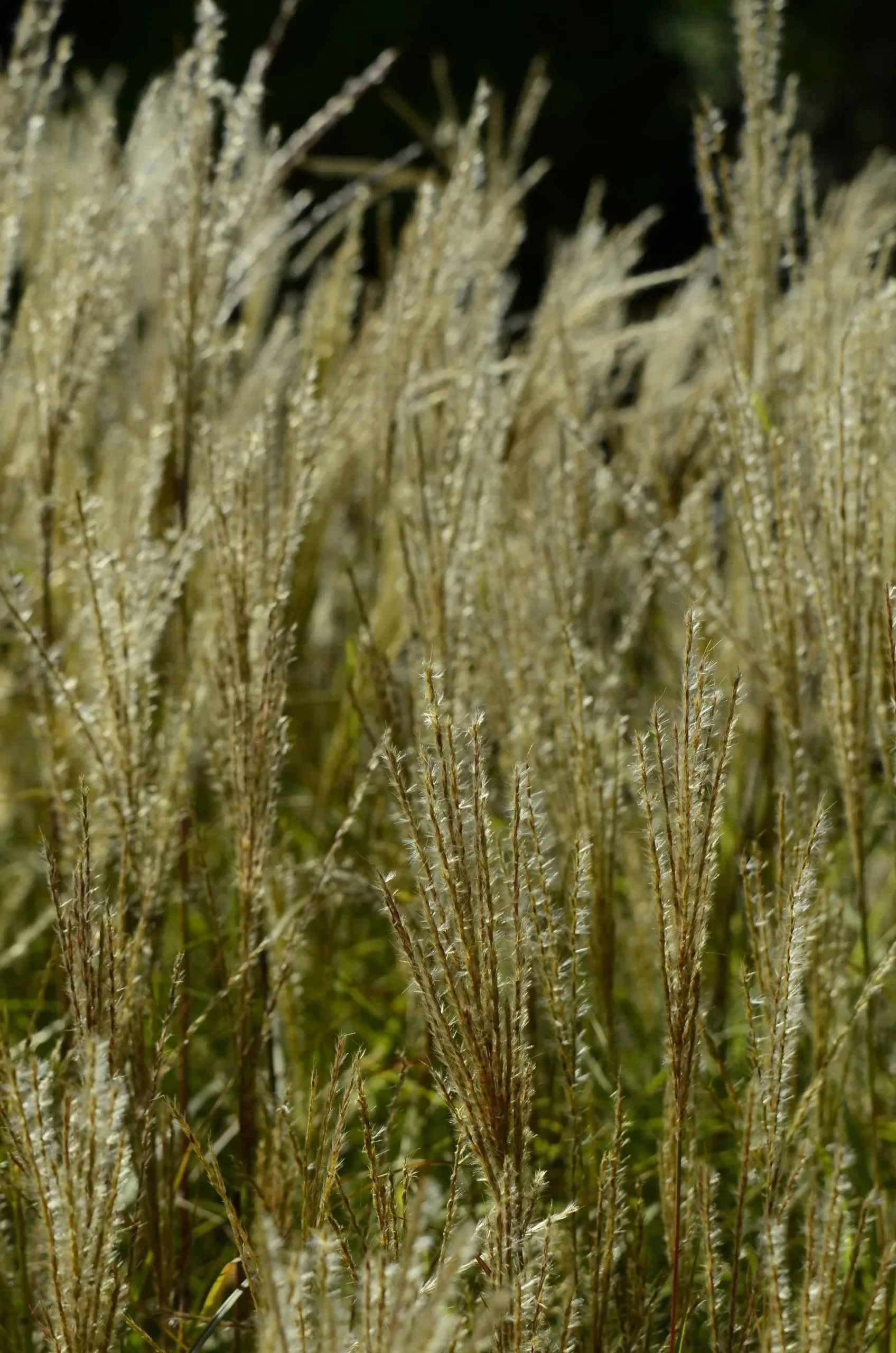 Miscanthus