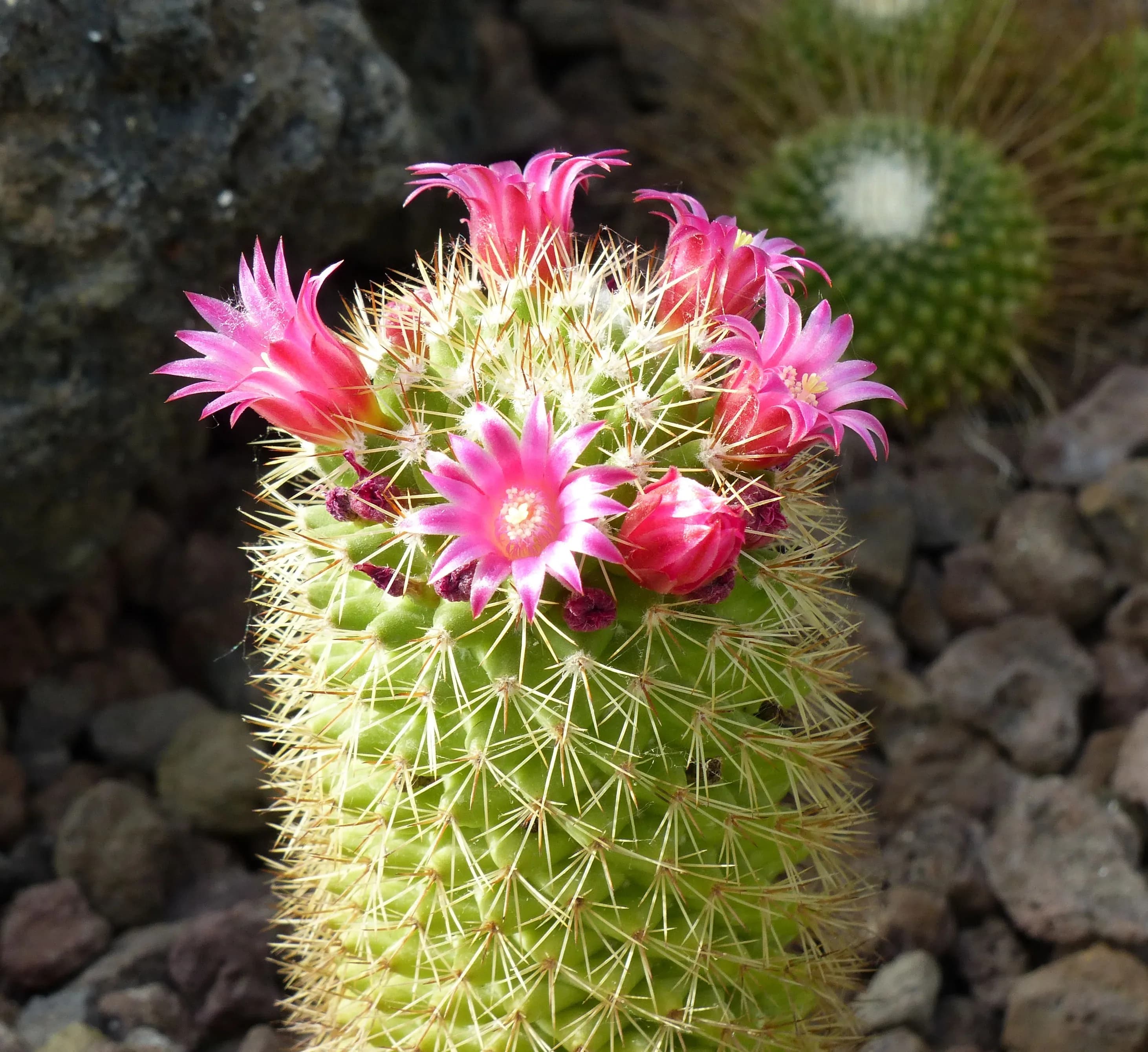 Mammillaria