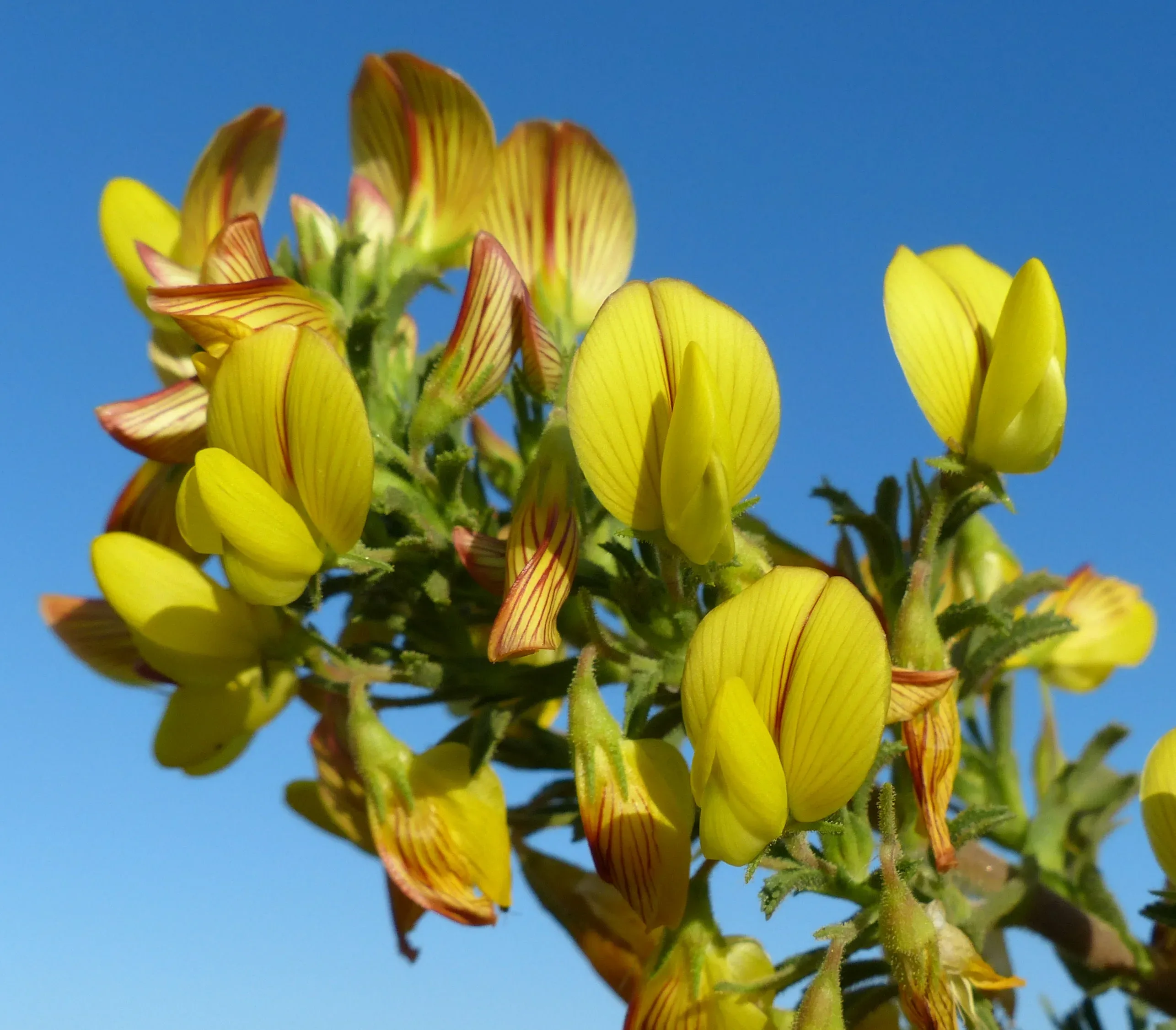 Stregona