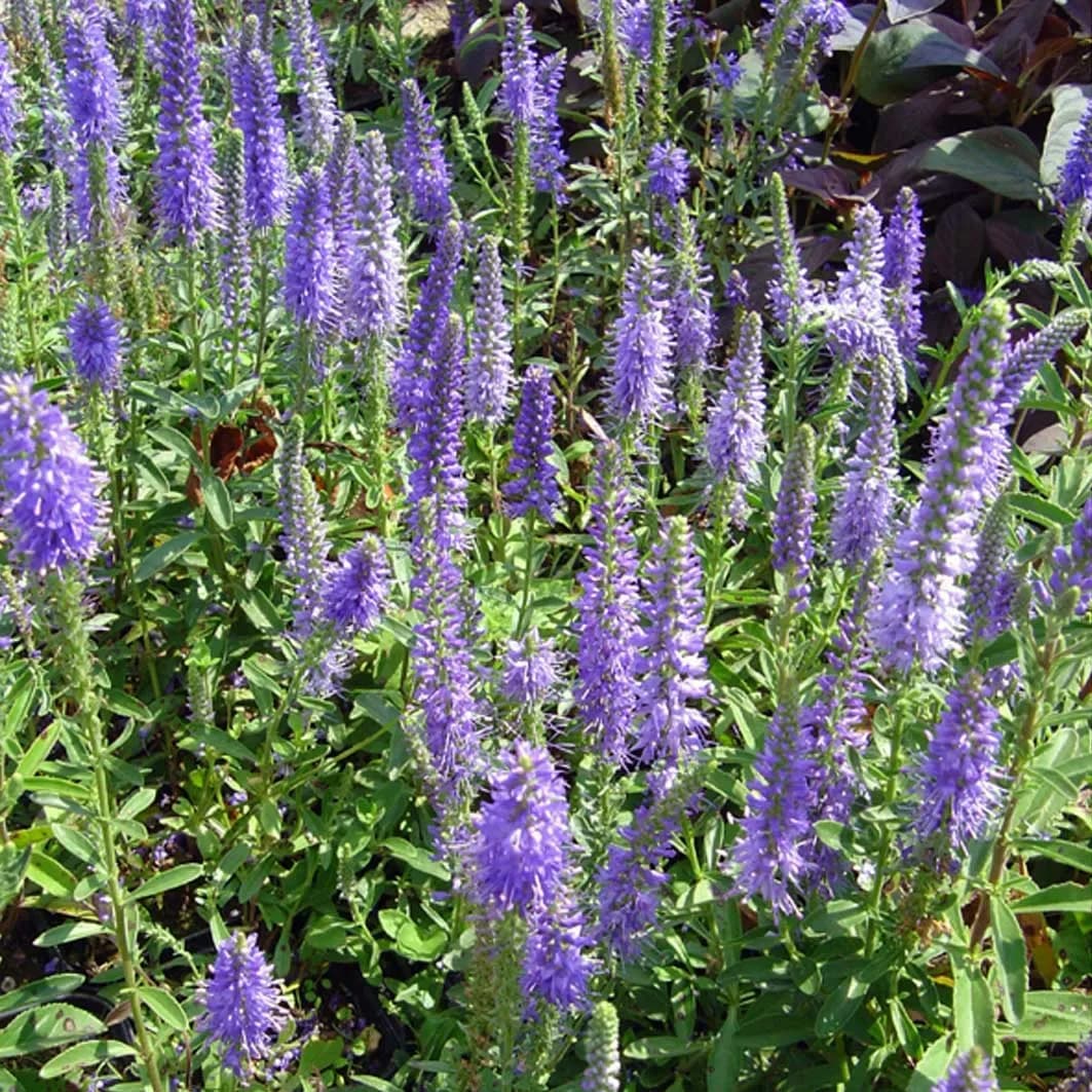 Veronica spicata ‘Nana Blauteppich’