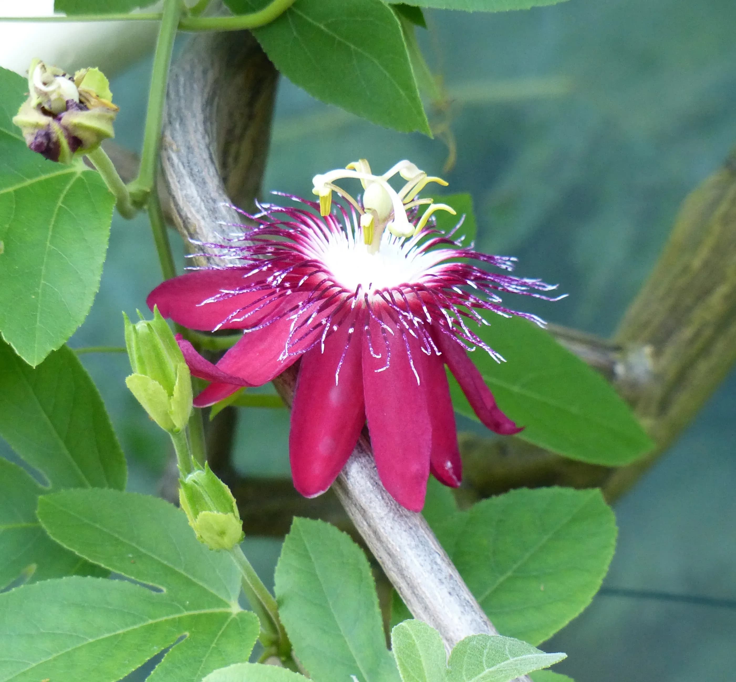 Passiflora