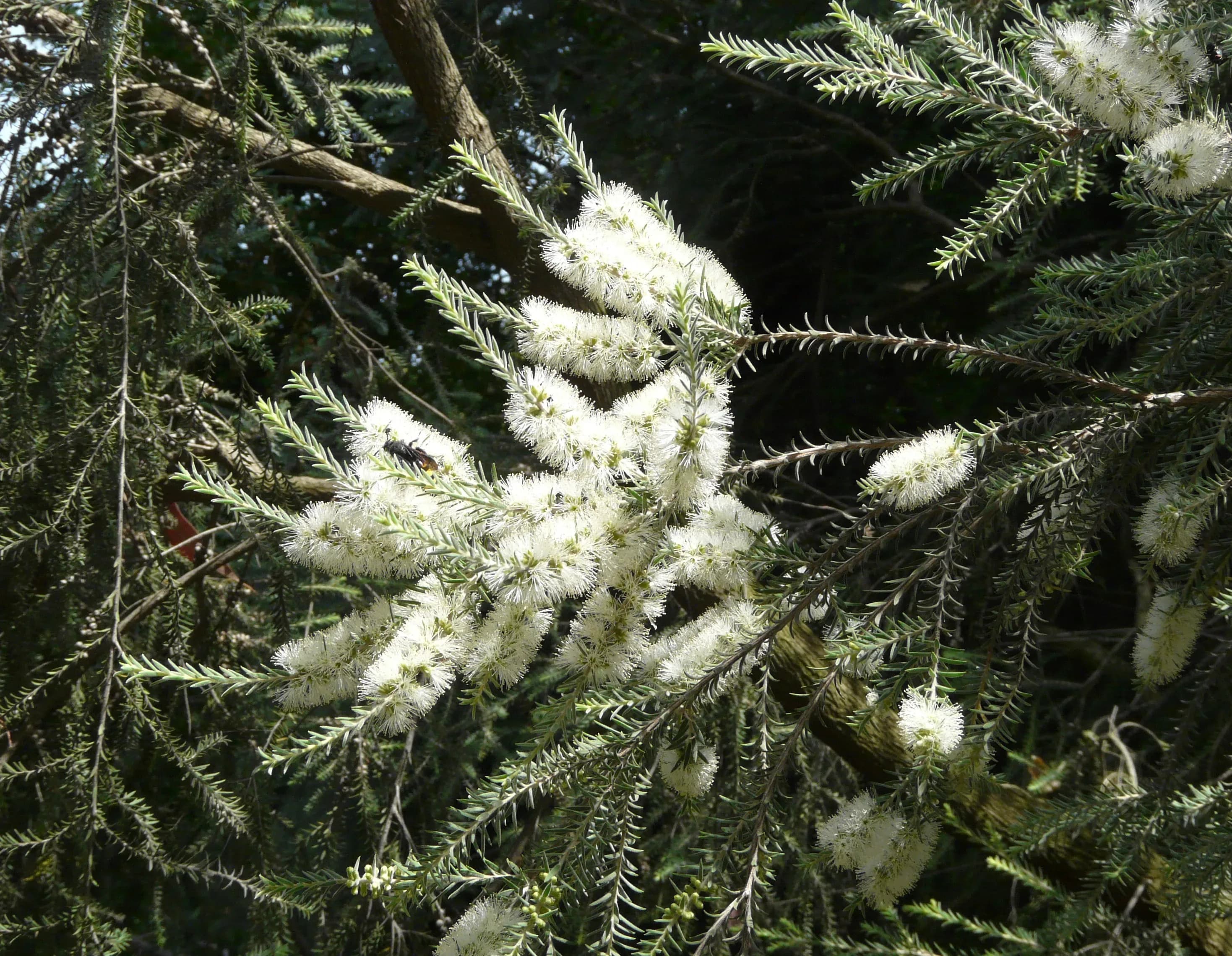 Melaleuca