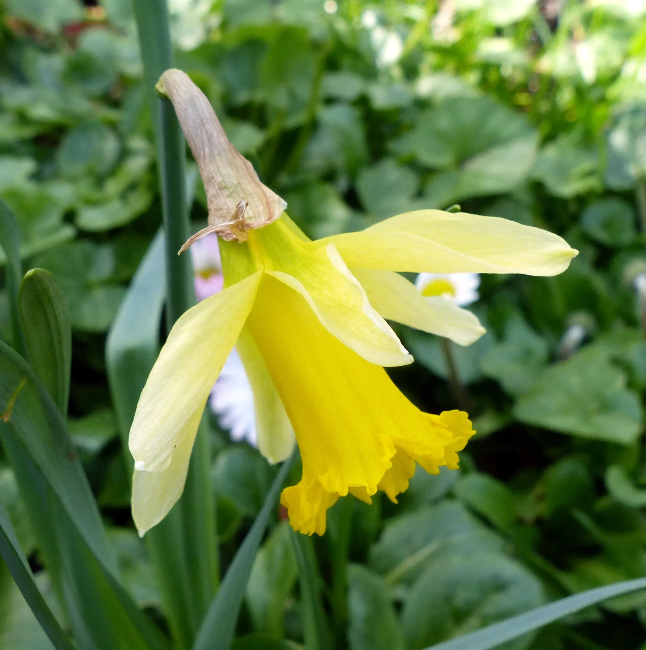 Narciso