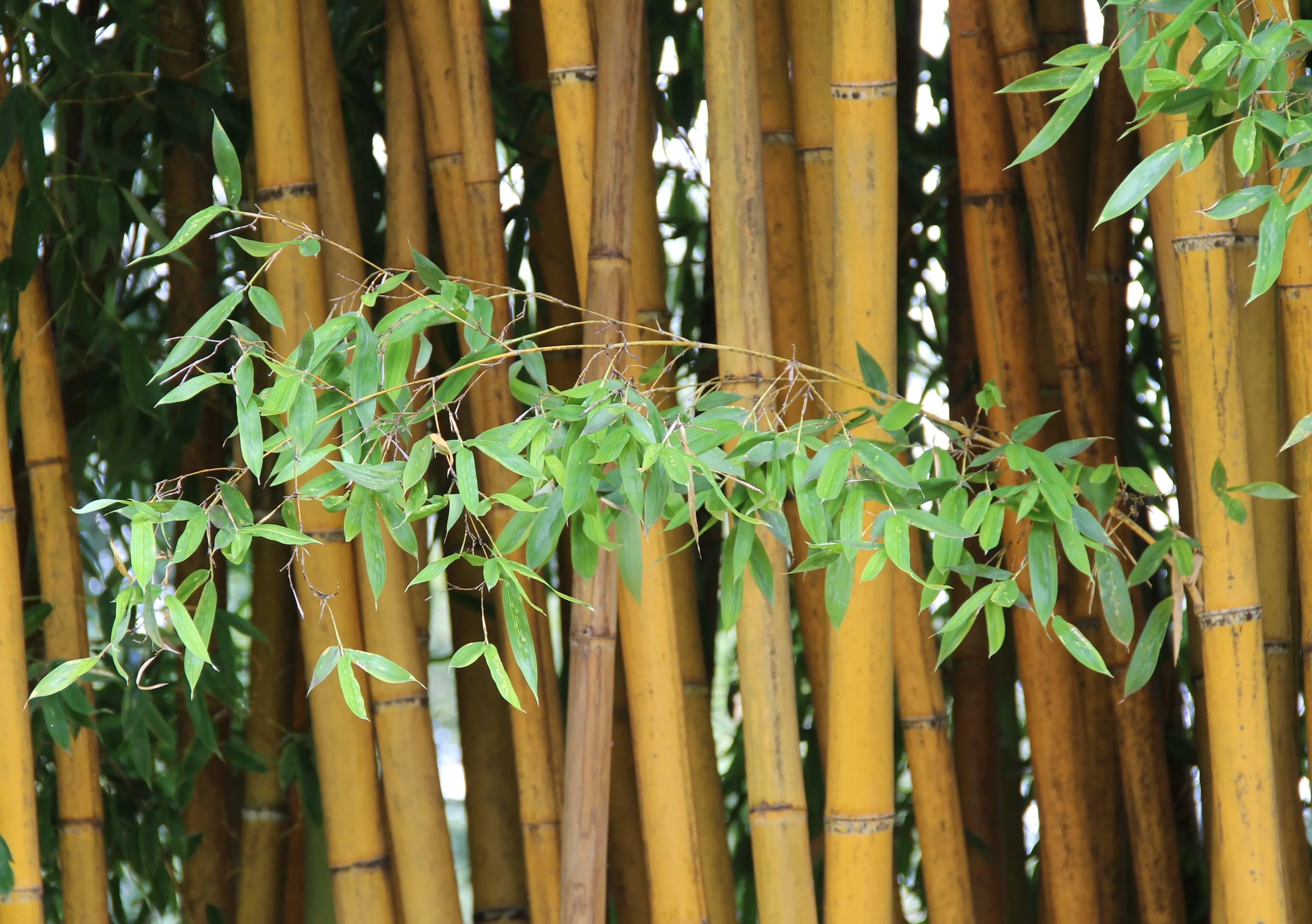 Bamboo Phyllostachys