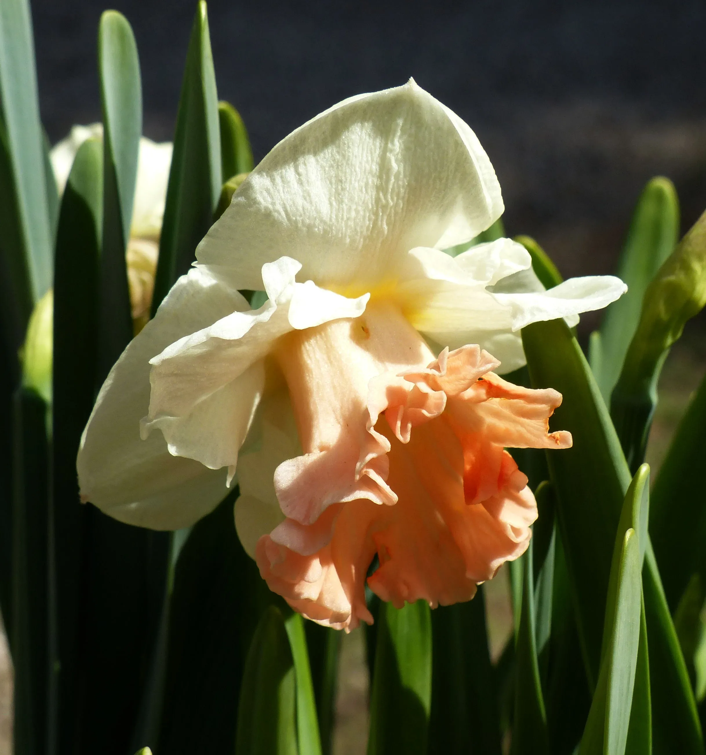 Narciso