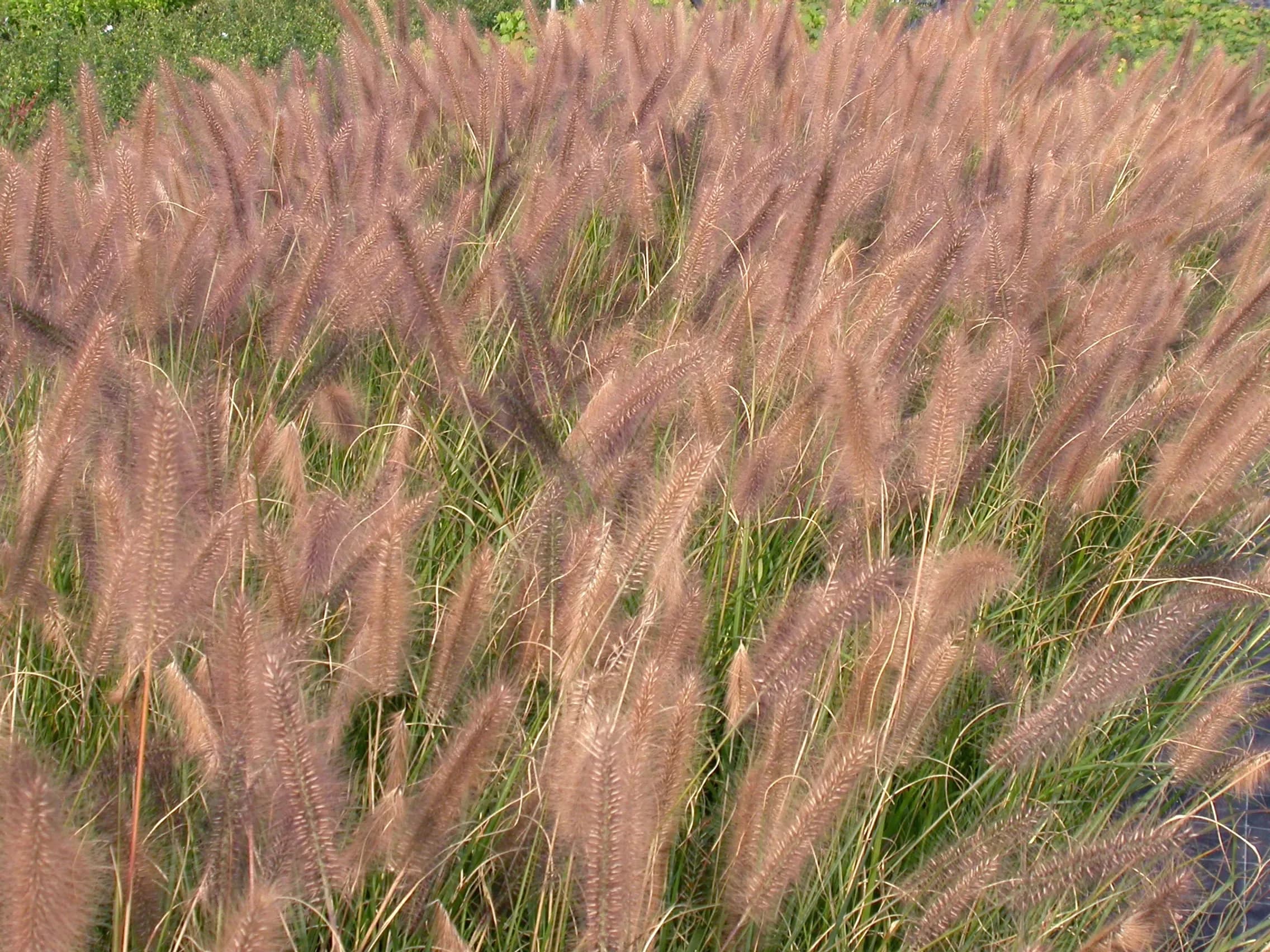 Penniseto
