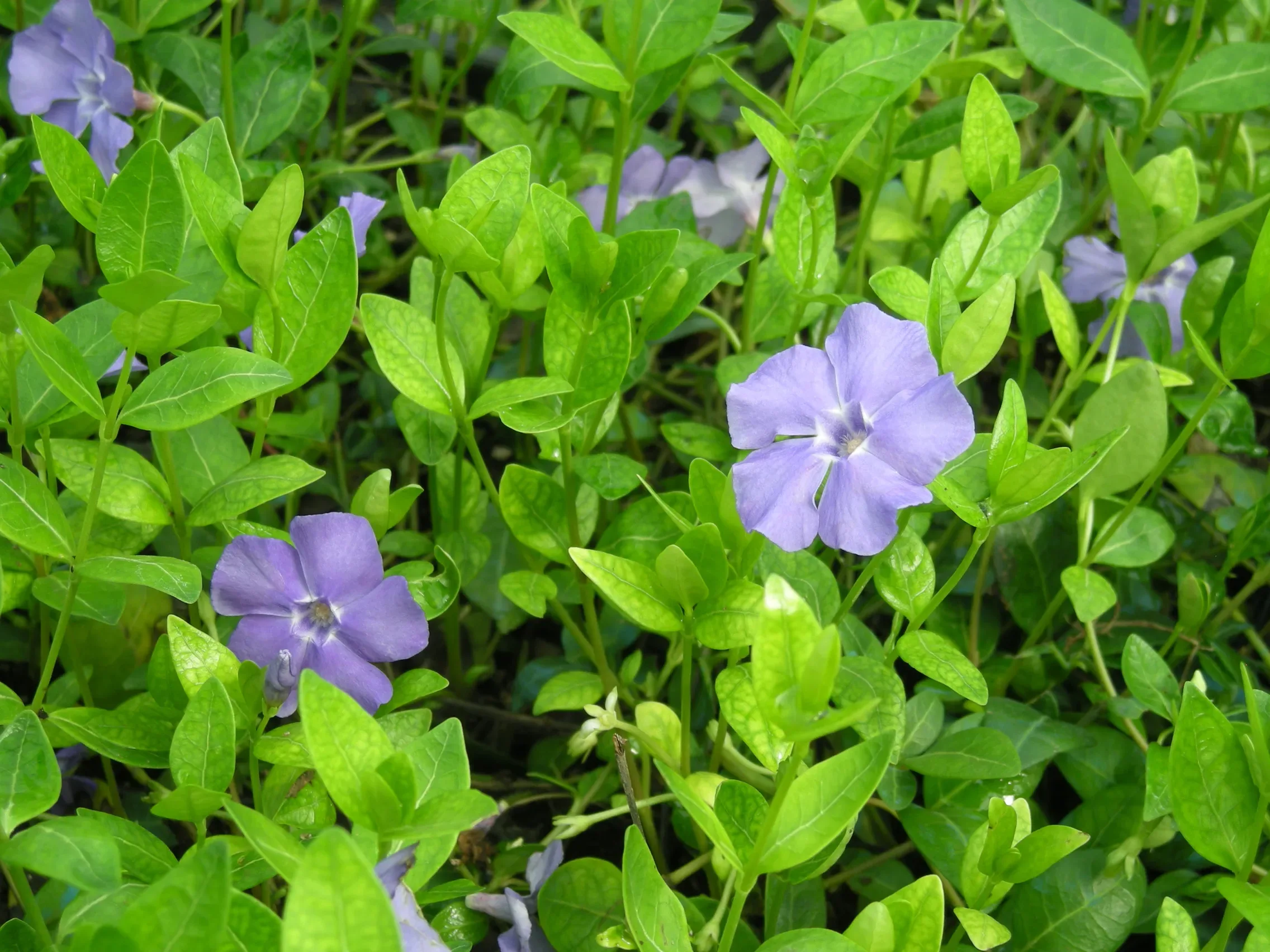 Pervinca di Bowles