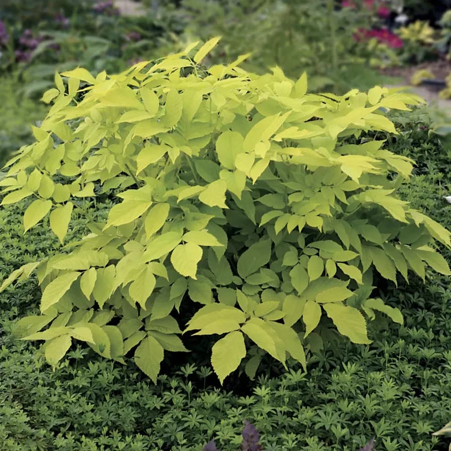 Aralia cordata 'Sun King'