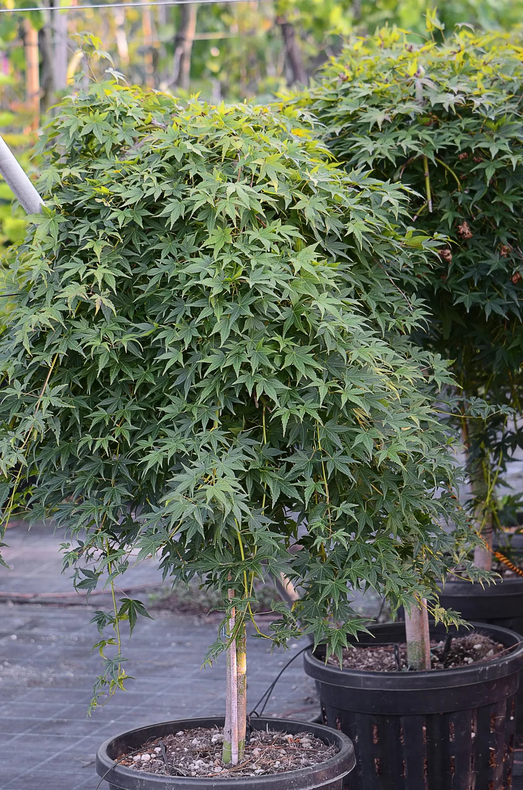 Acero Palmato 'Ryusen' / Acero Palmato Ryu-Sei