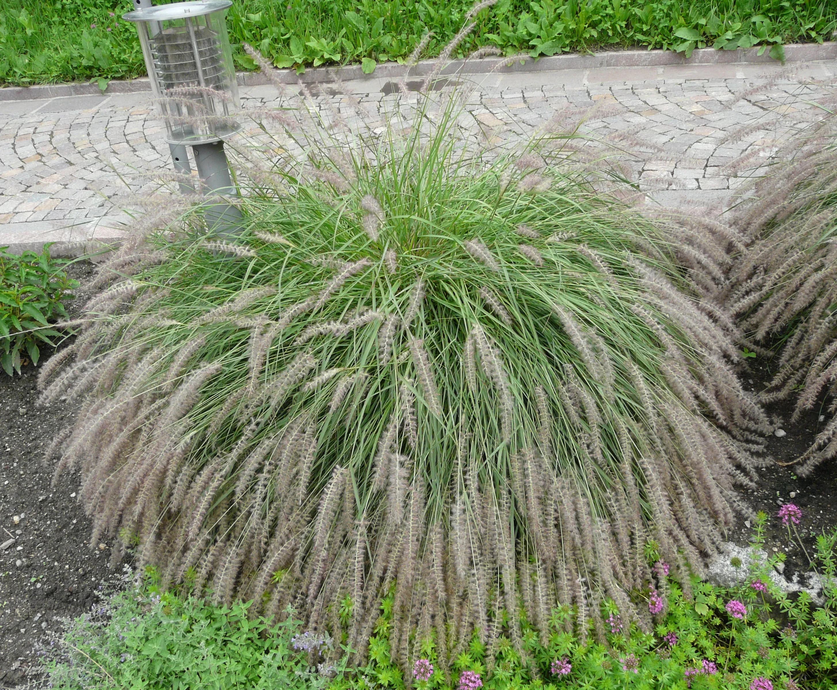 Penniseto