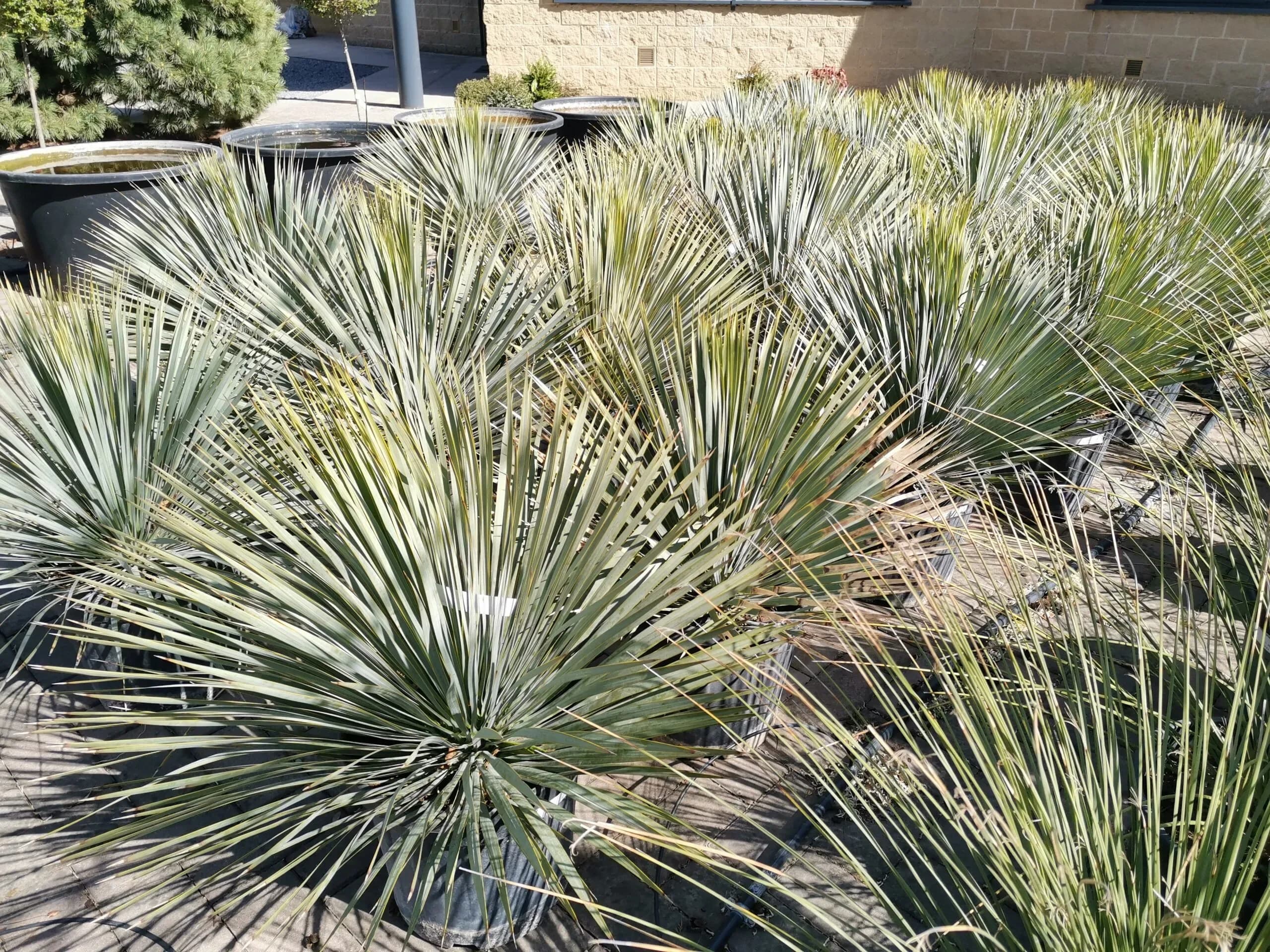 Yucca rostrata