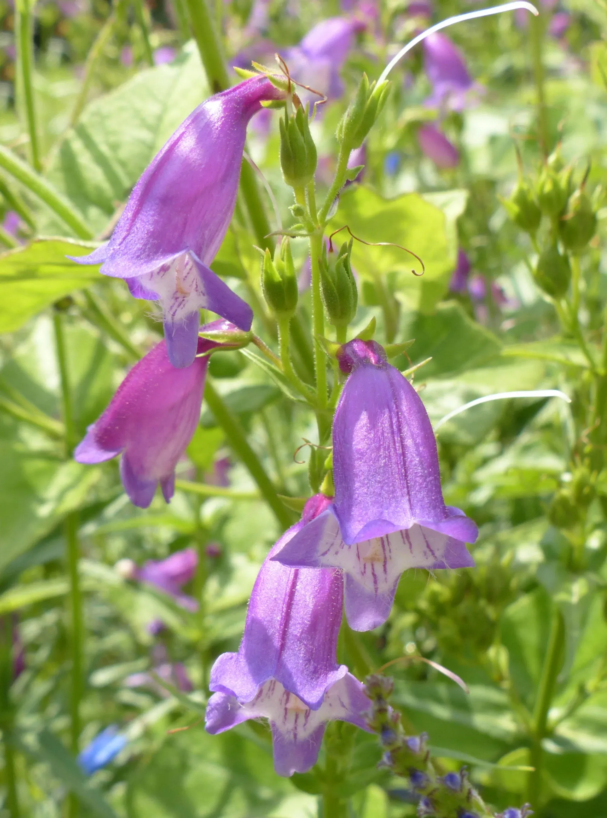 Penstemon