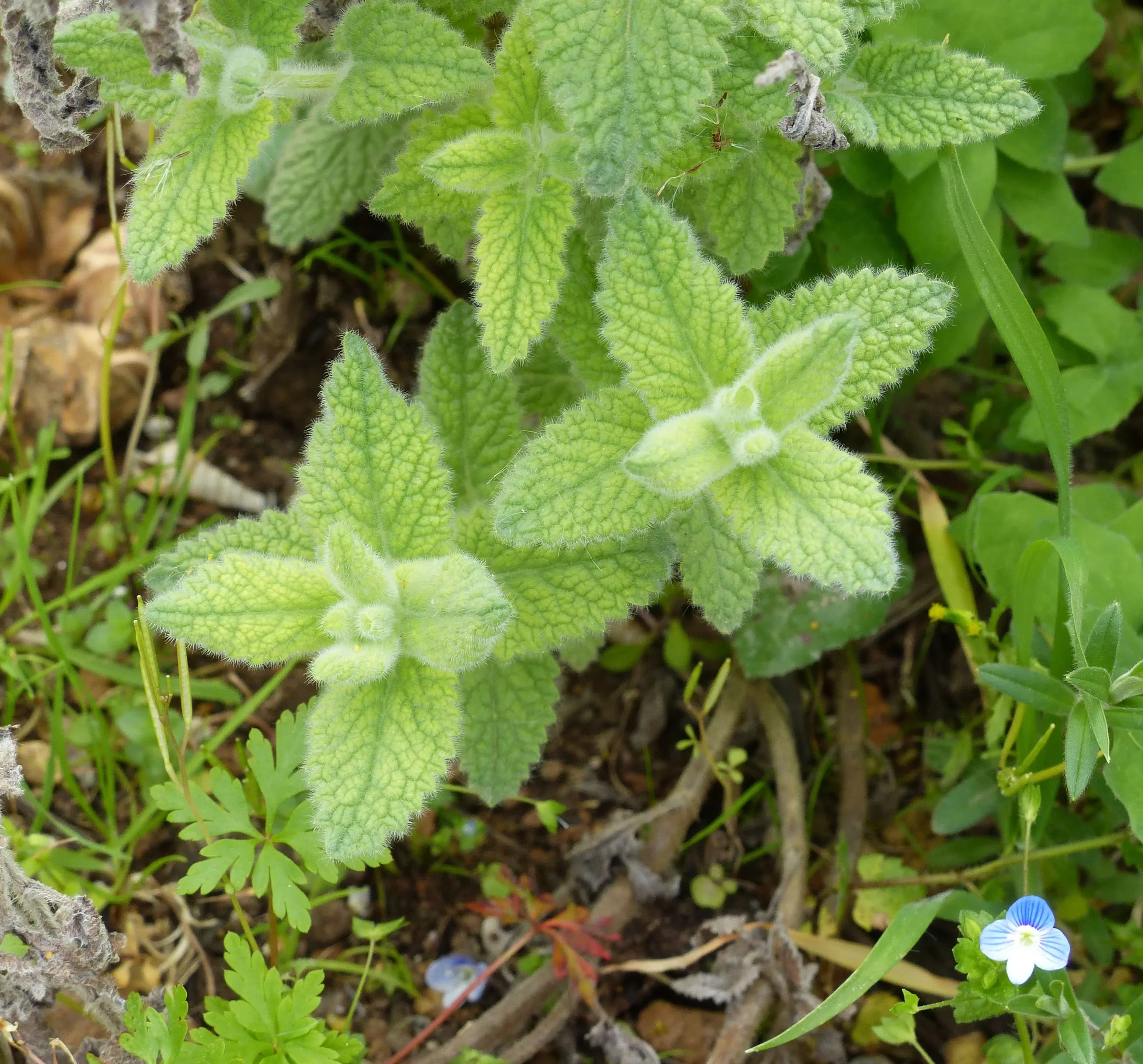 Nepeta delle Canarie