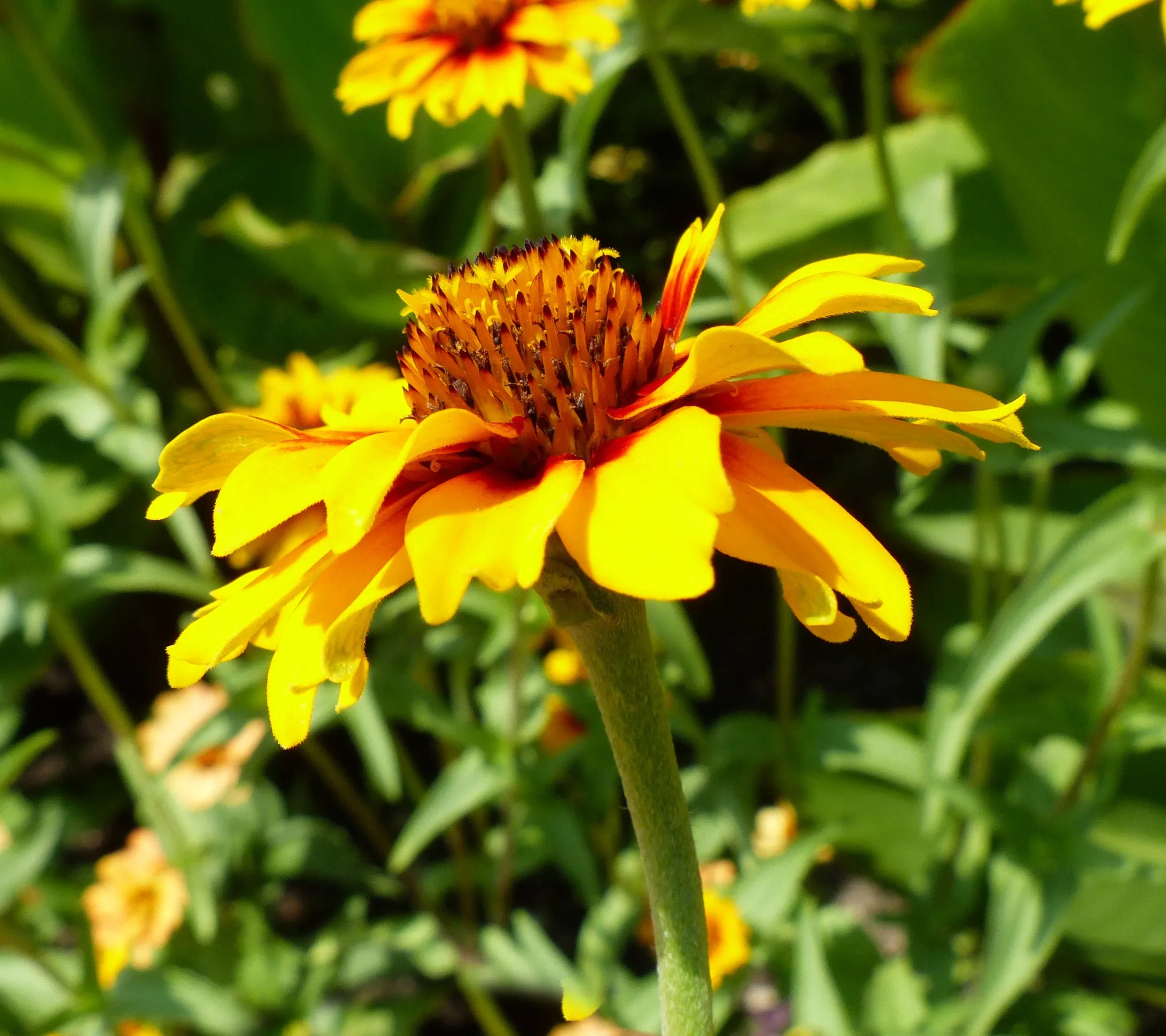 Zinnia di Haage cultivar 'Persian Carpet'