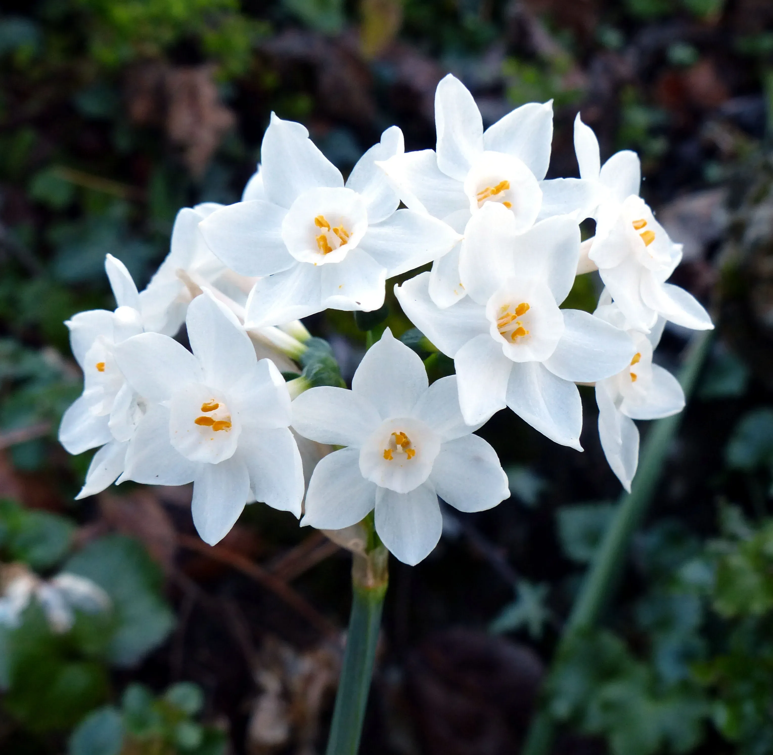 Narciso
