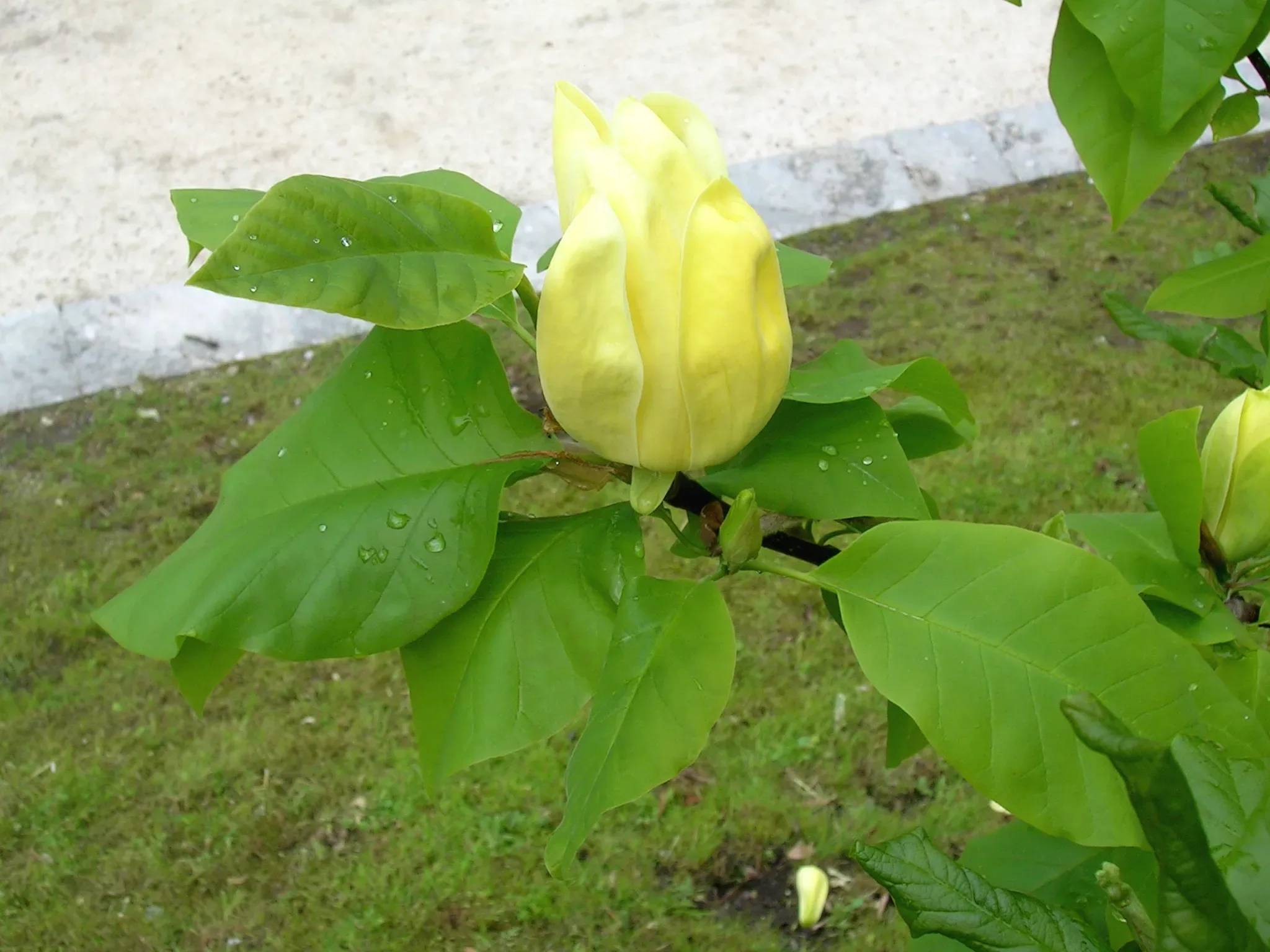 Magnolia