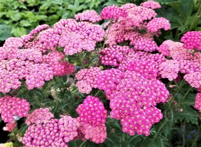 Achillea rosa