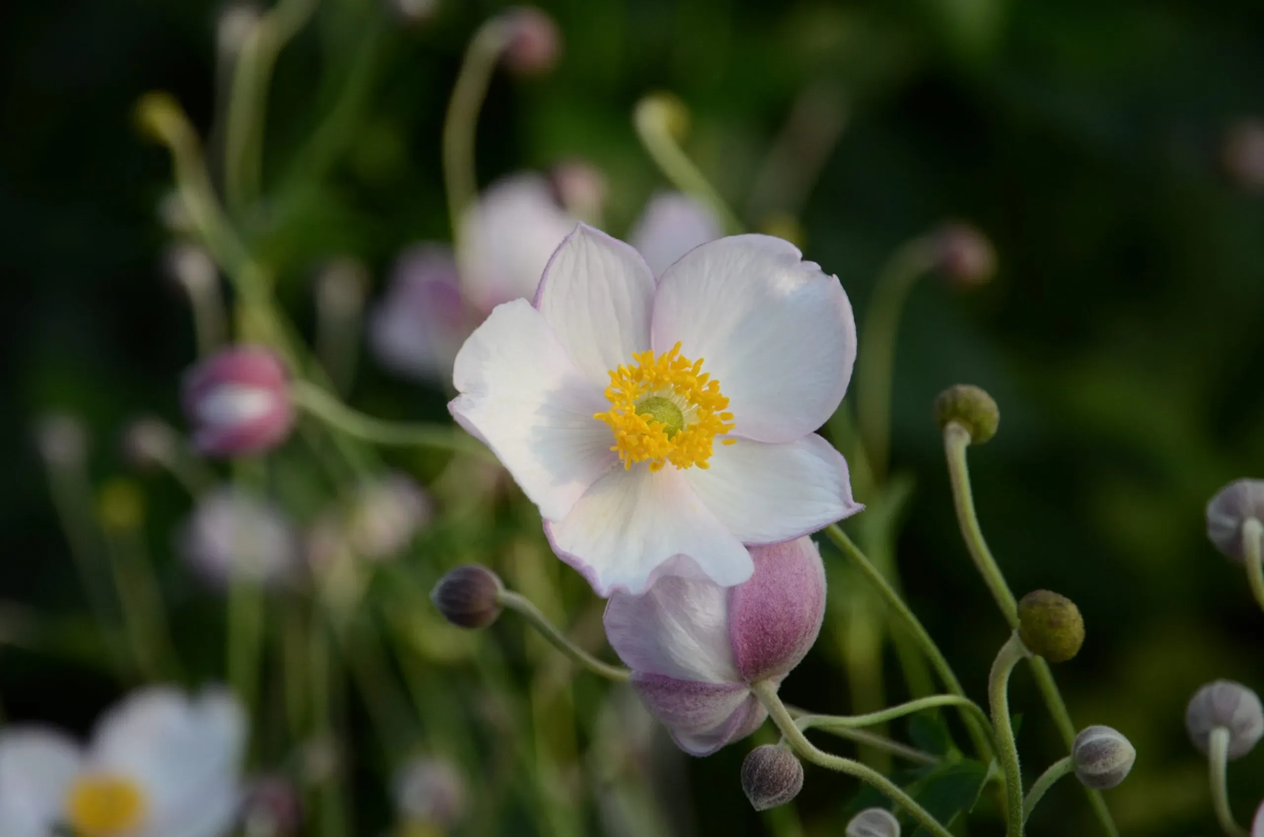 Anemone tomentosa ‘Robustissima