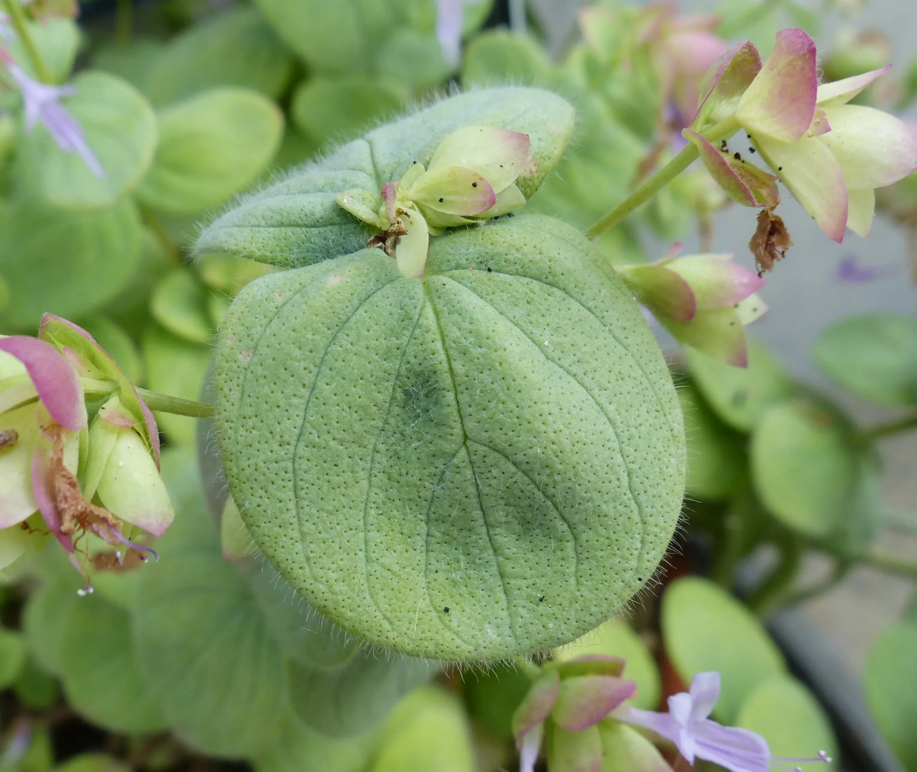 Origano