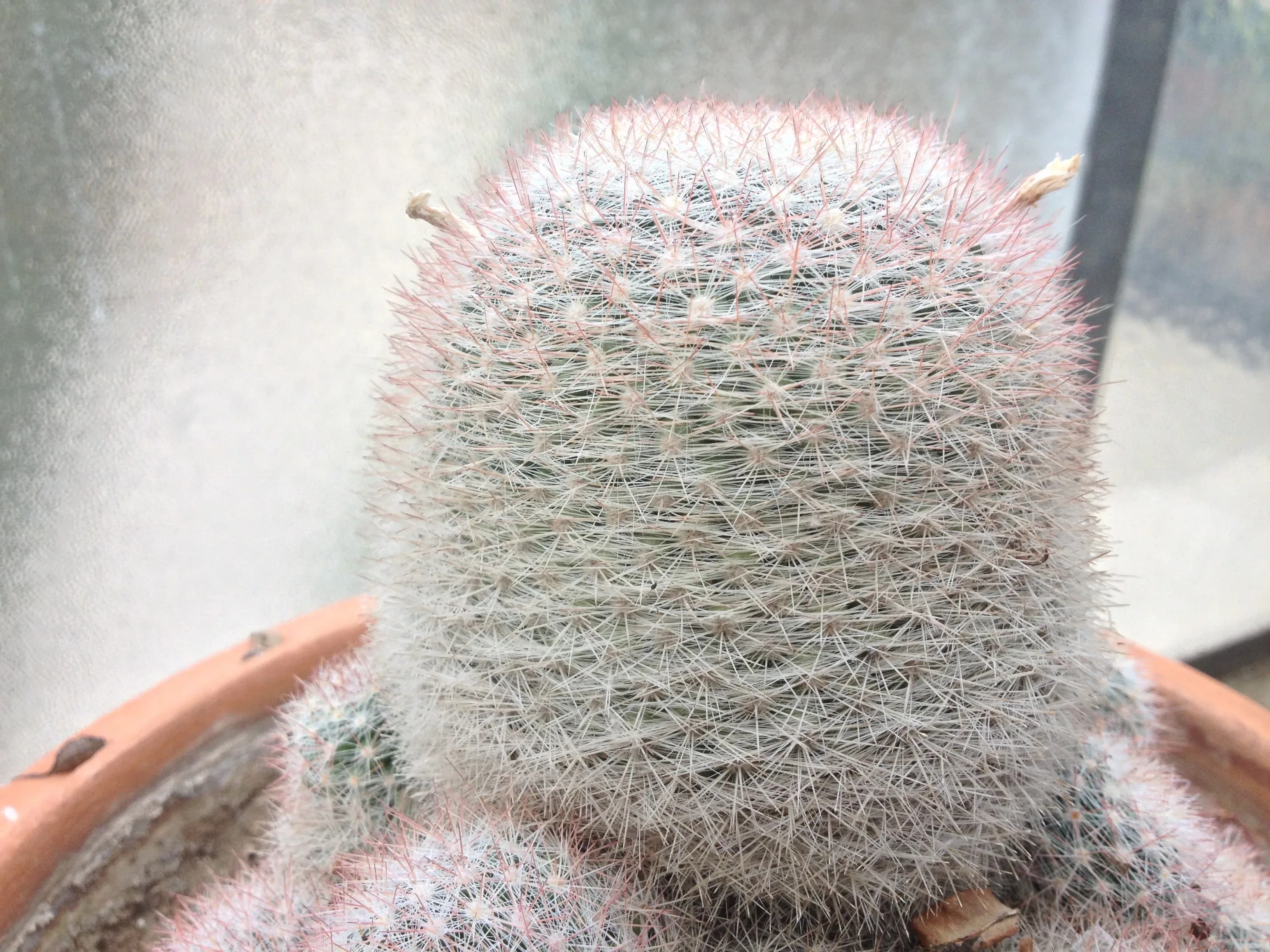 Mammillaria
