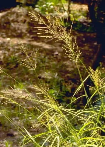 Panicum