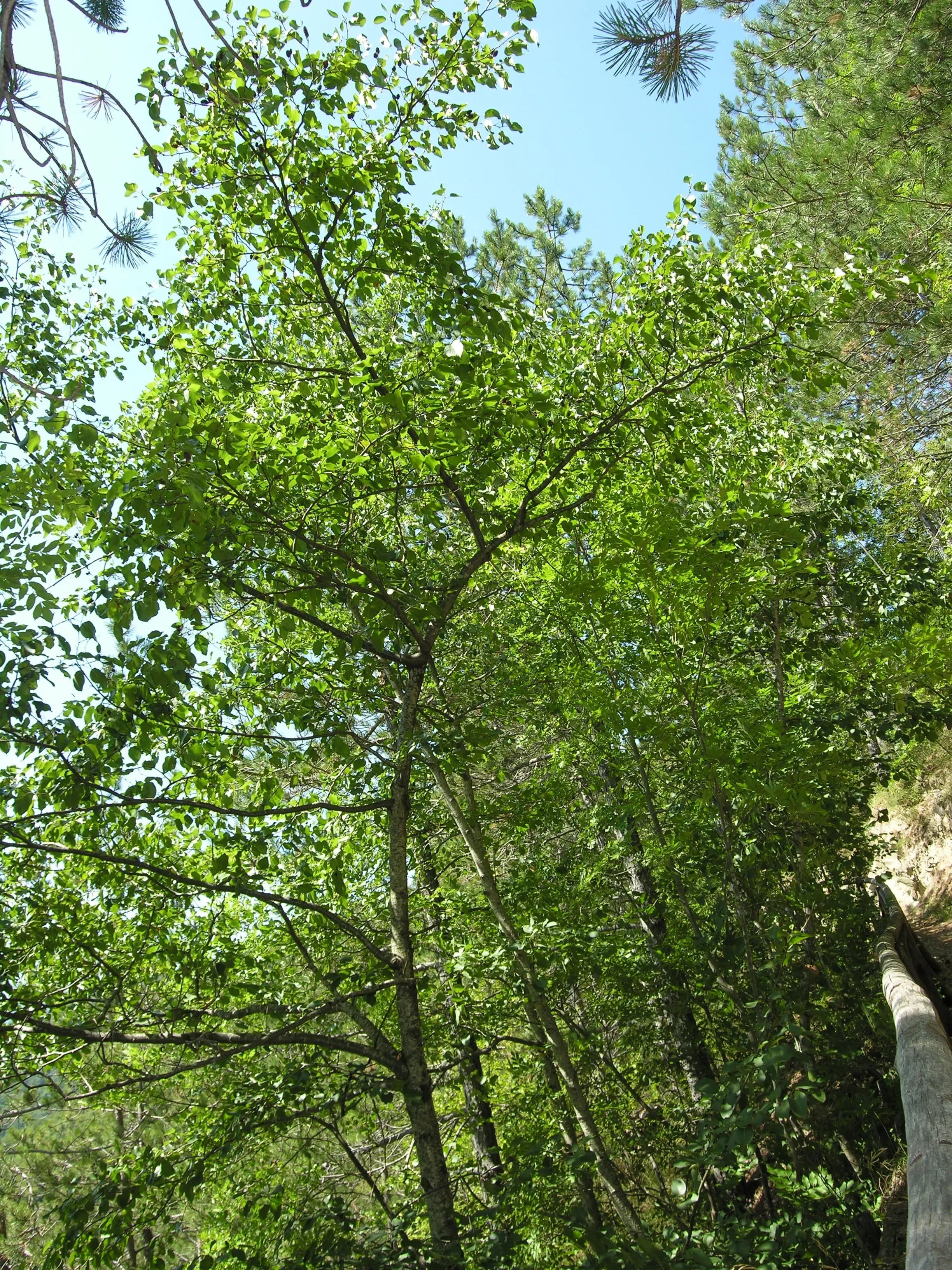 Ontano Napoletano
