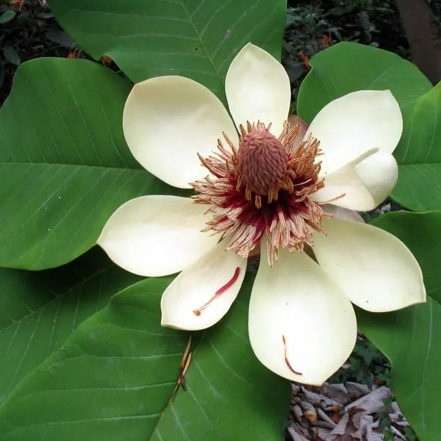 Magnolia