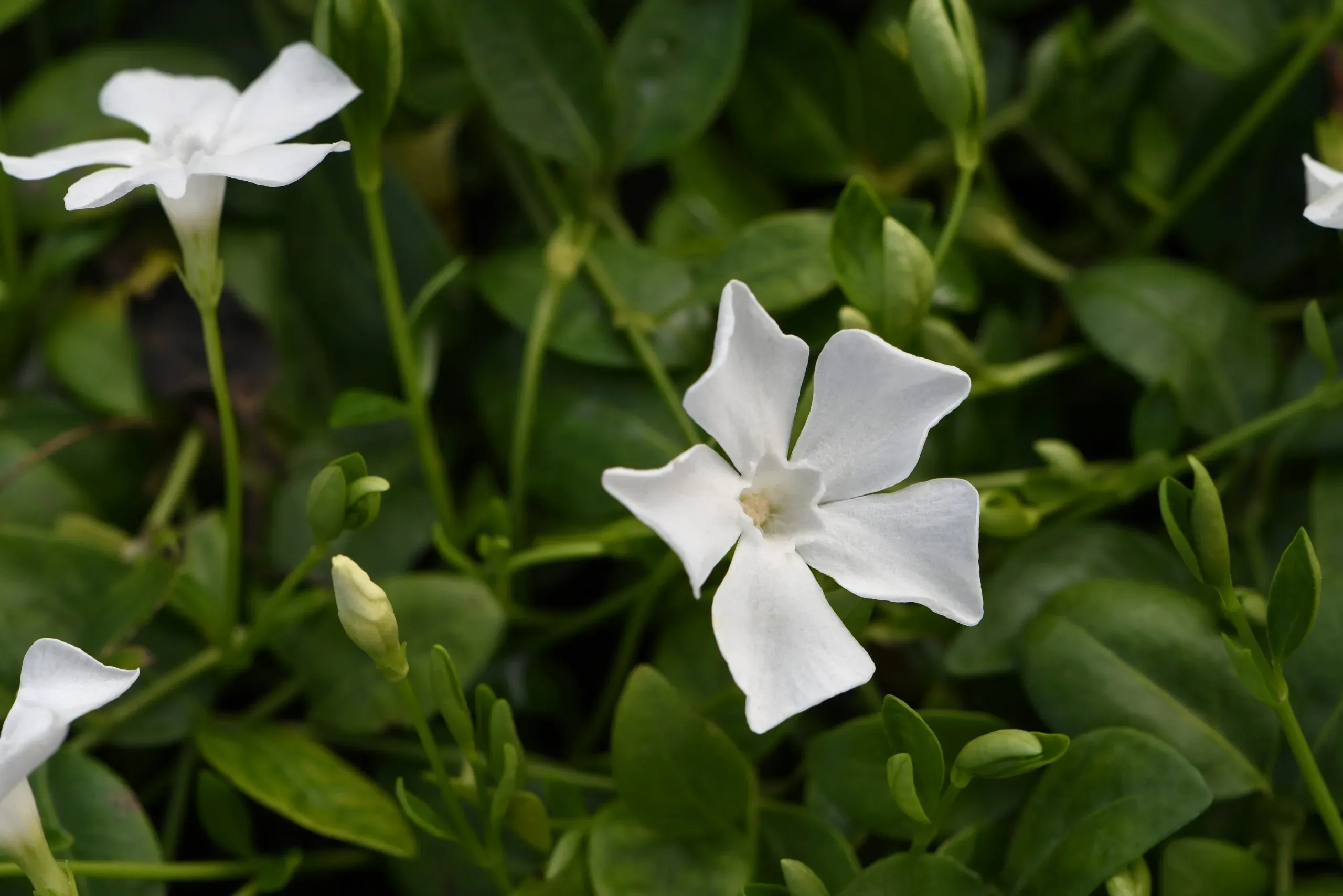 Pervinca 'Gertrude Jekyll'