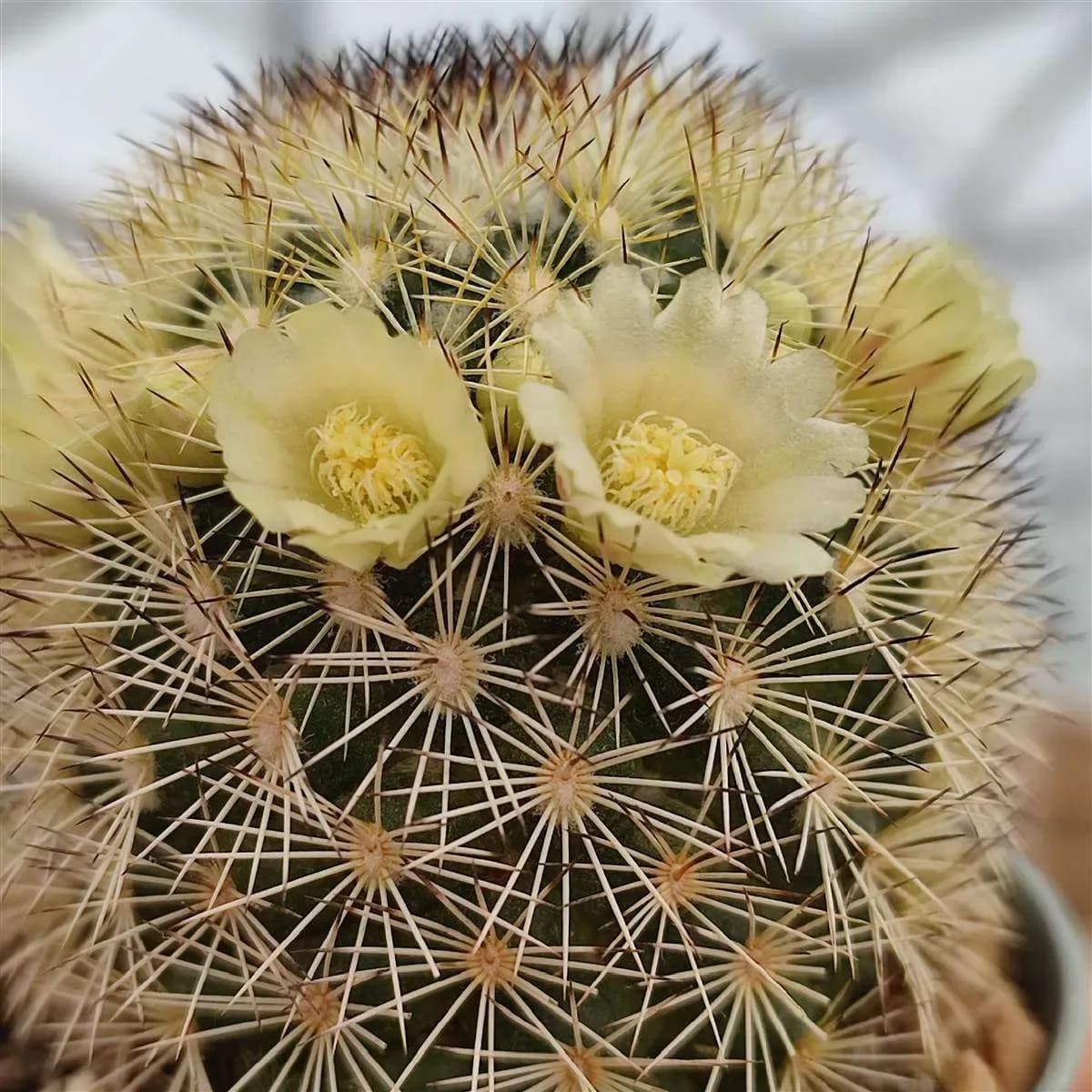 Mammillaria