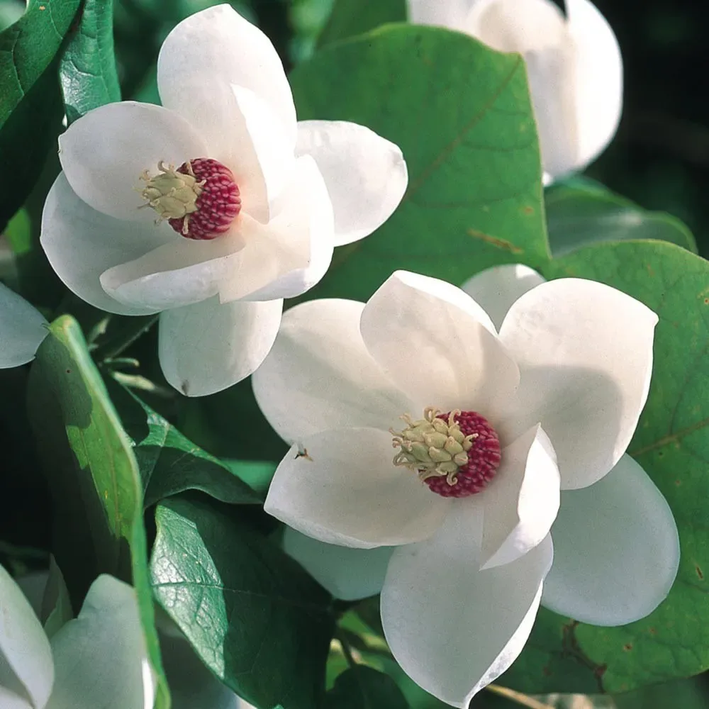 Magnolia