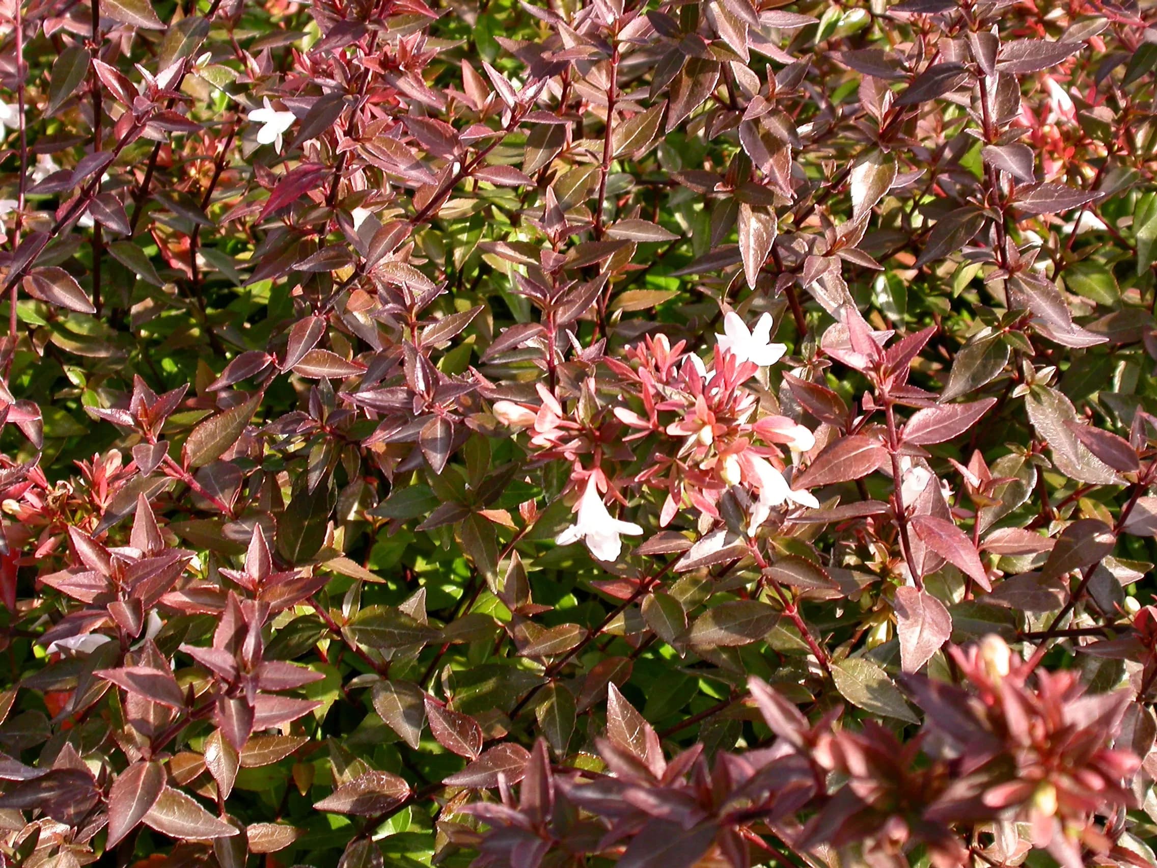 Abelia x grandiflora ‘Sherwood’