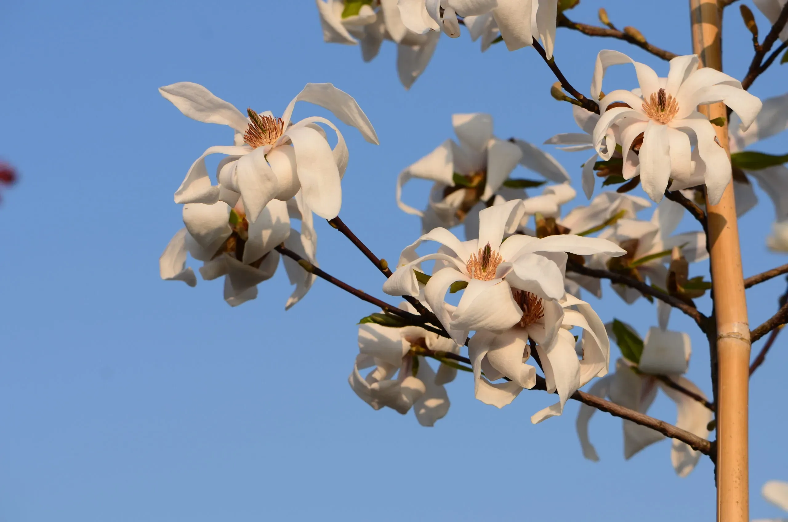 Magnolia