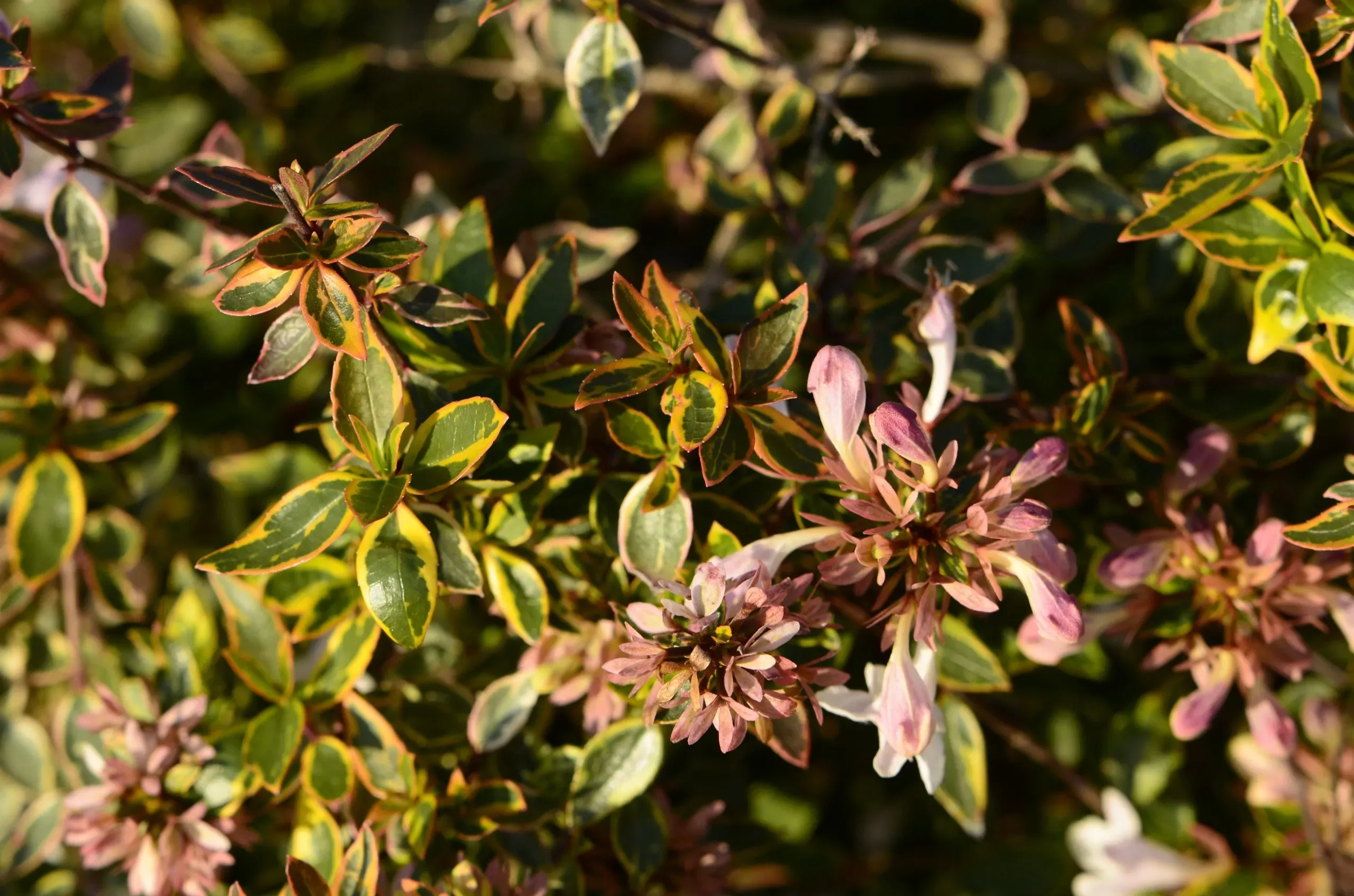 Abelia x grandiflora 'Sunshine Daydream'