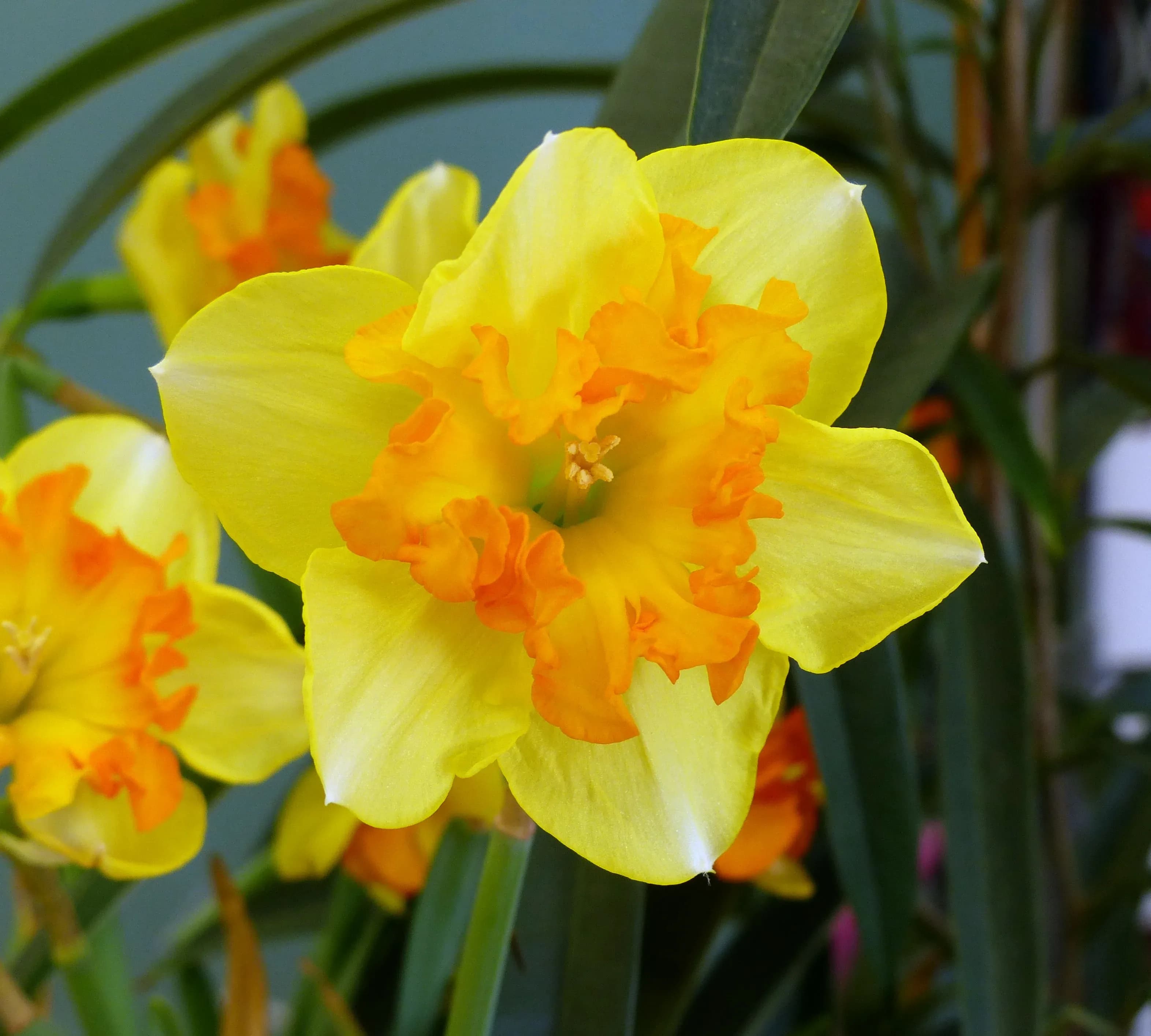 Narciso